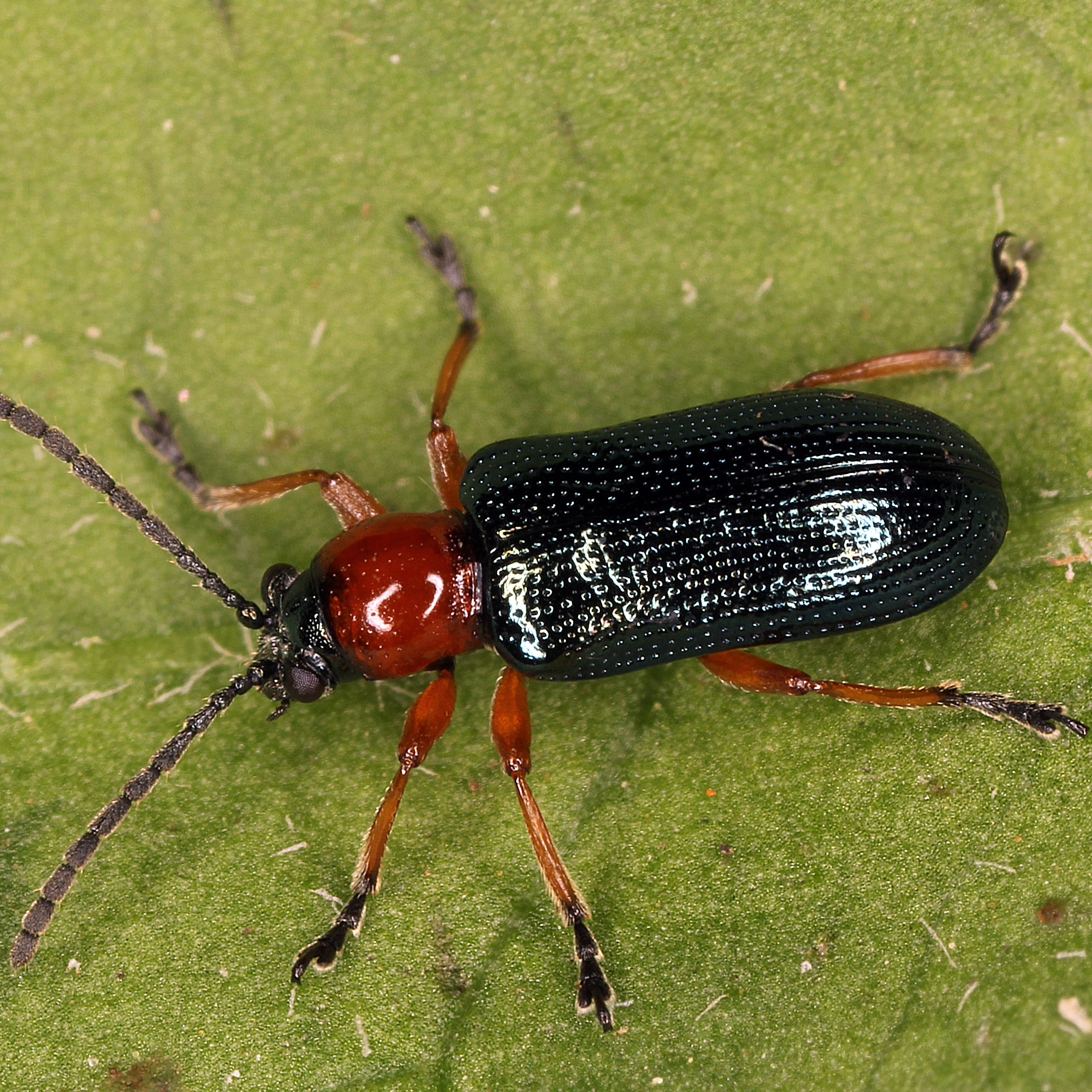 11092014214715 2709 art 1667 oulema melanopus