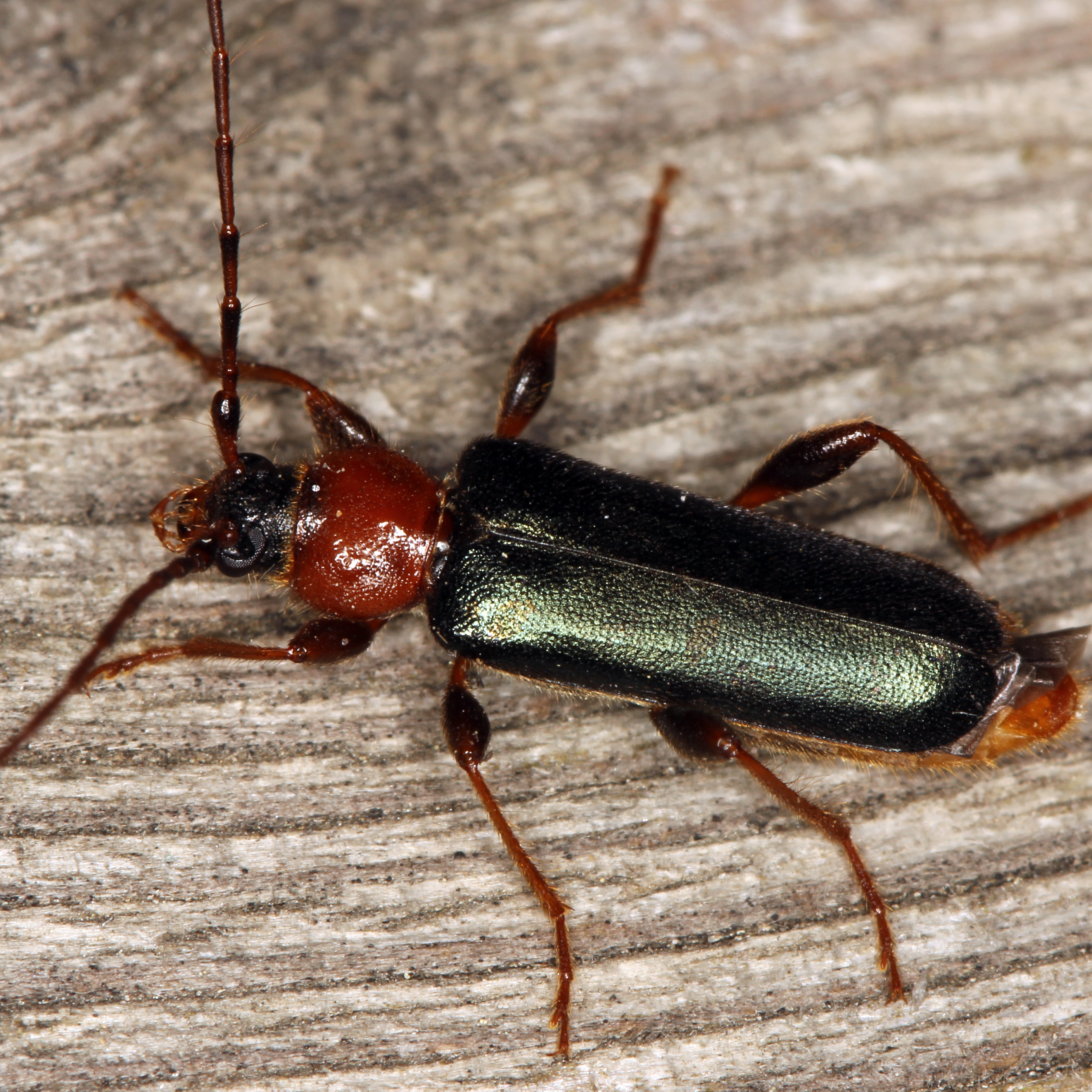 11092014215108 2710 art 1668 phymatodes testaceus 1