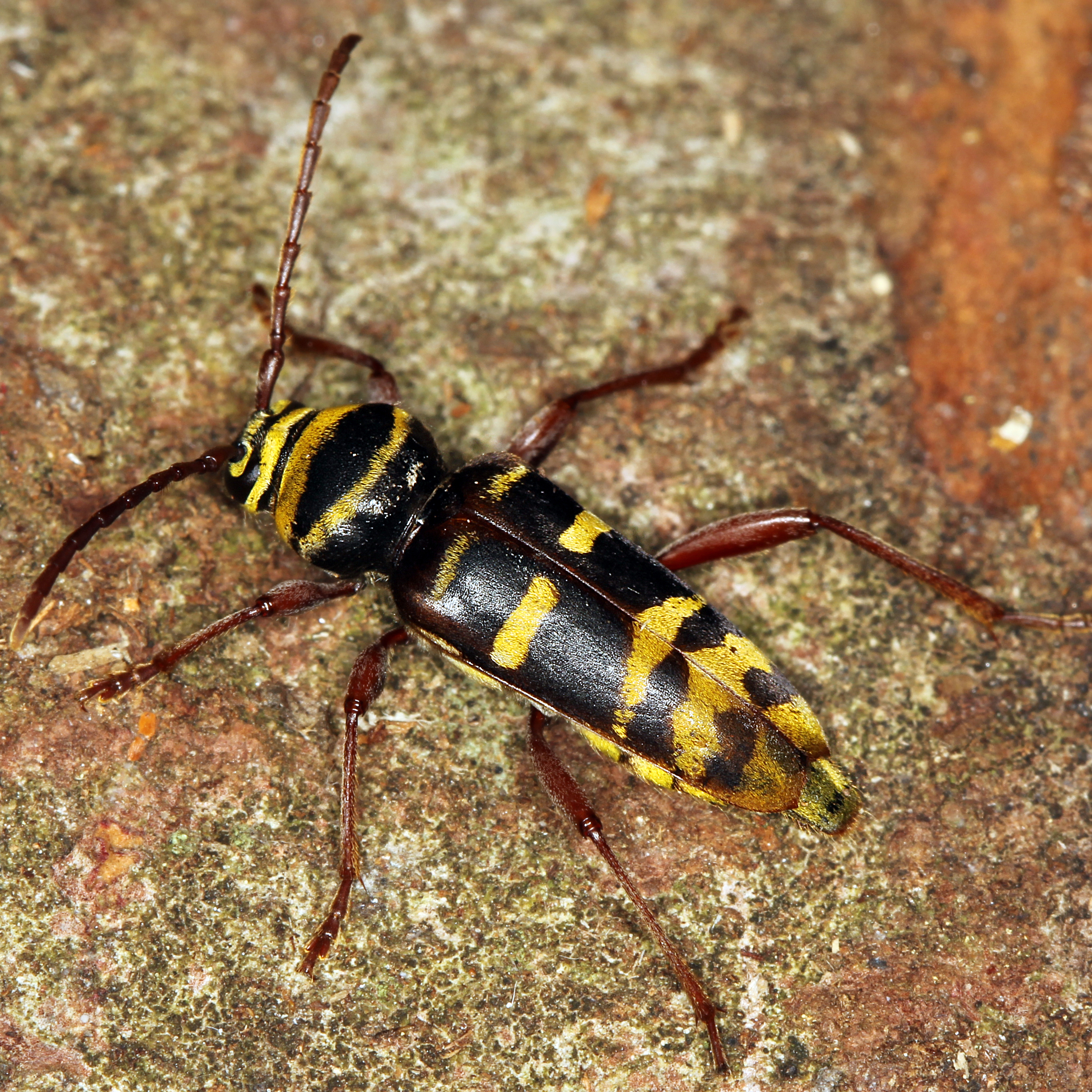 11092014215511 2711 art 1669 plagionotus detritus 2