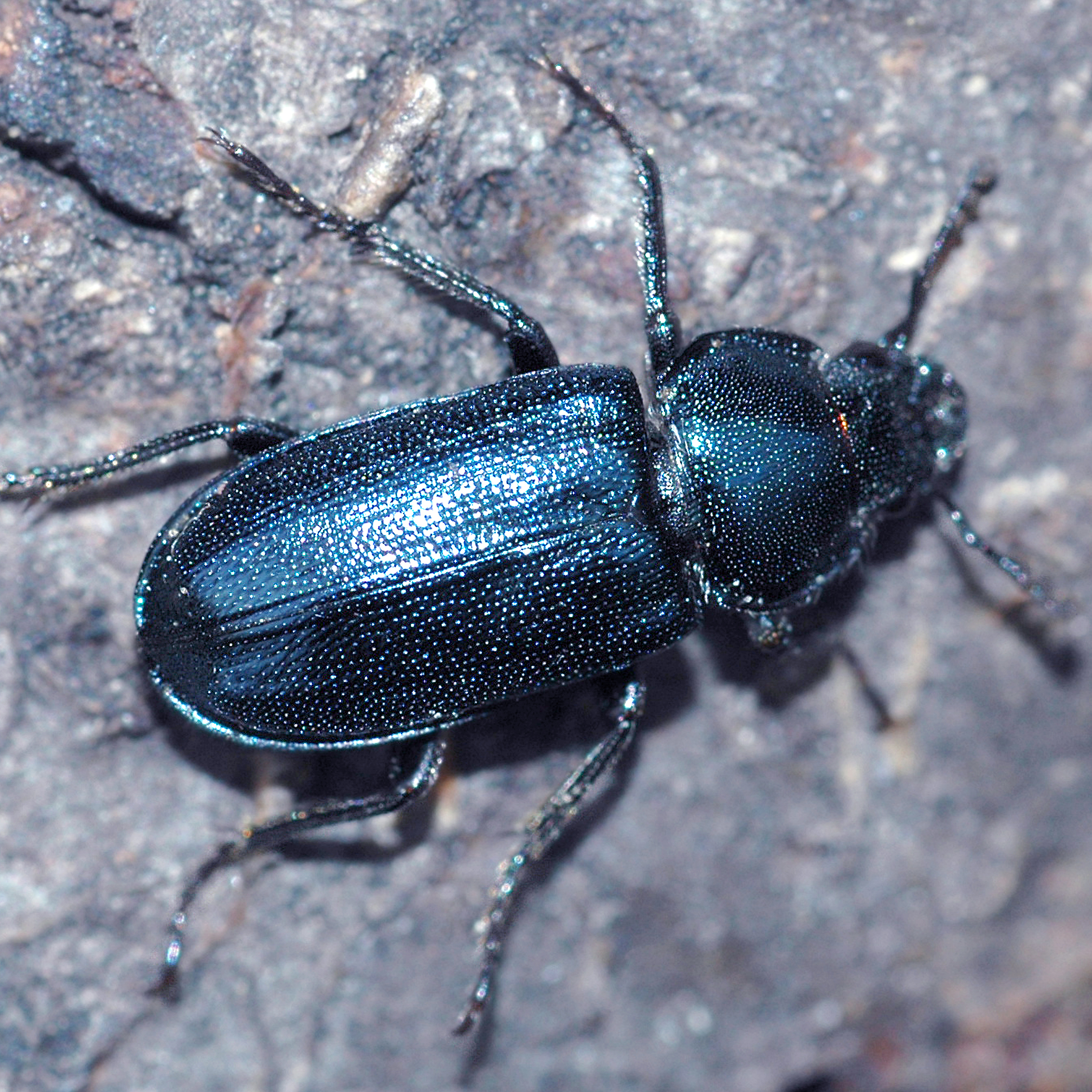 11092014215740 2712 art 1670 platycerus caraboides 1