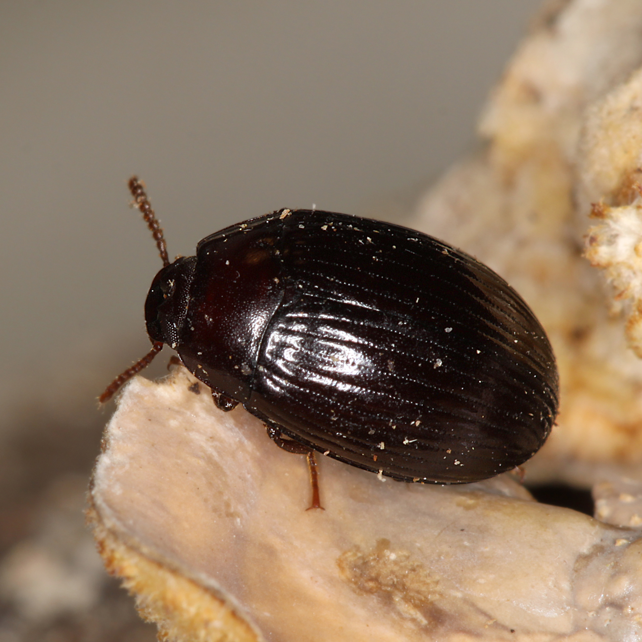 11092014215933 2713 art 1671 platydema dejeanii 2 1