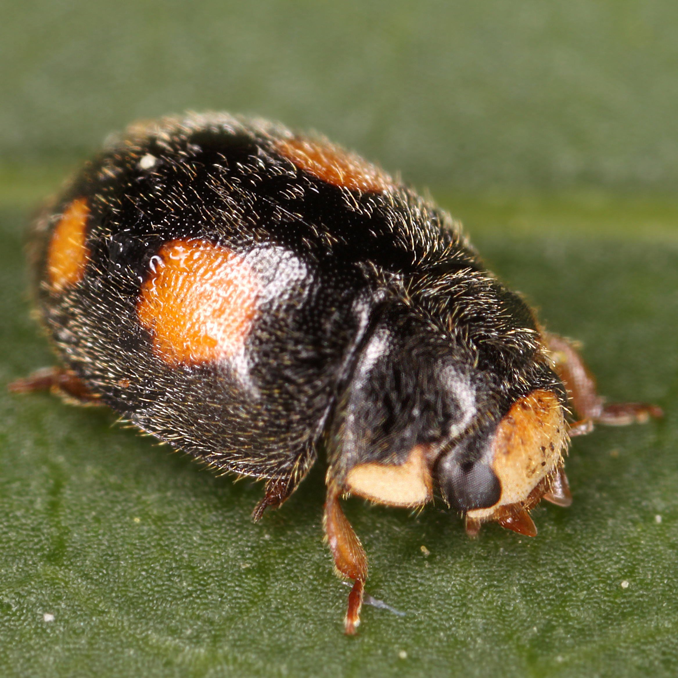 11092014220516 2714 art 1672 platynaspis luteorubra