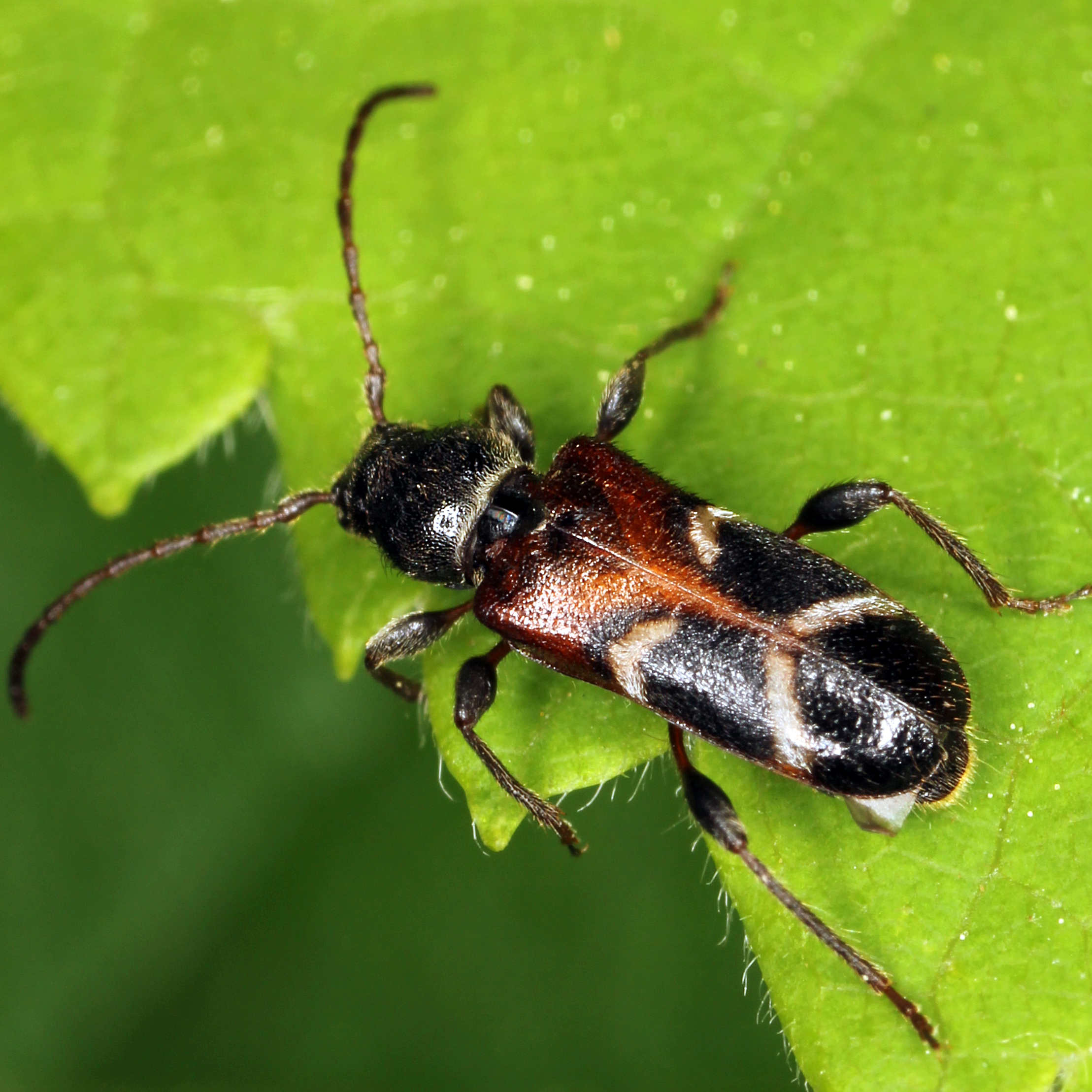 11092014221217 2715 art 1673 poecilium alni 1