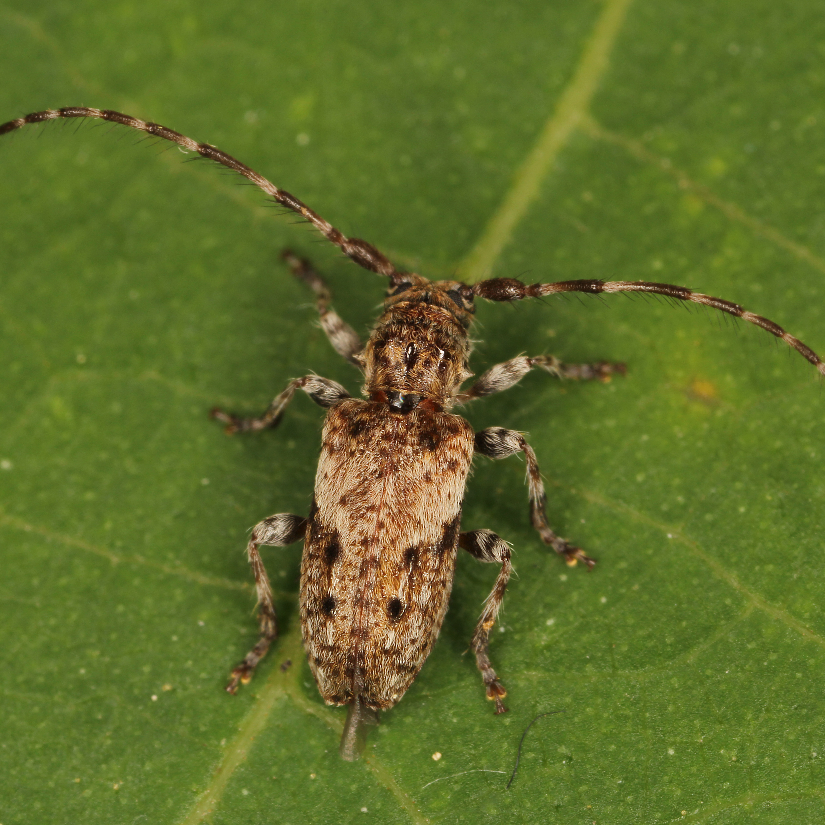11092014221548 2716 art 1674 pogonocherus decoratus 2