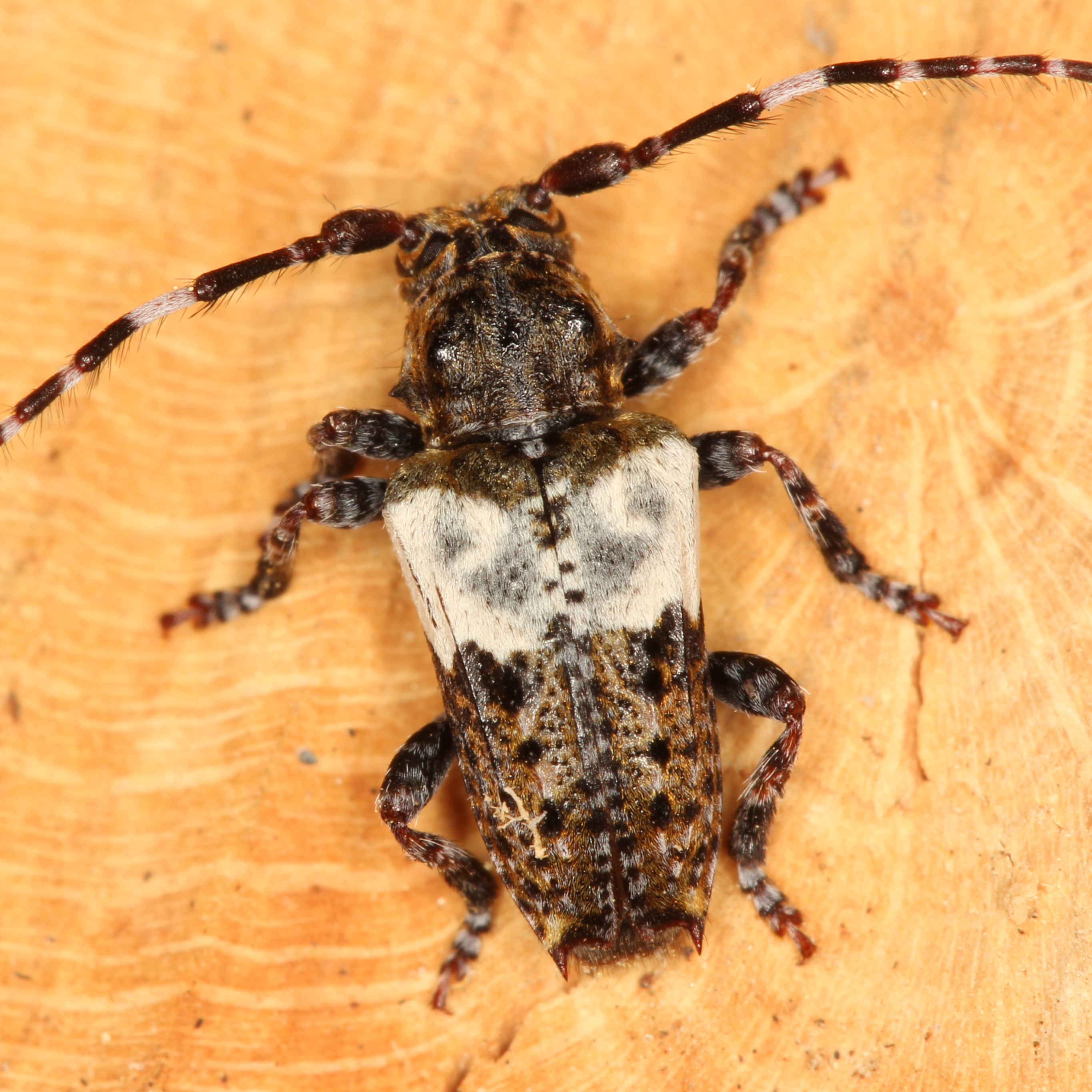 11092014221828 2717 art 1675 pogonocherus hispidulus 1