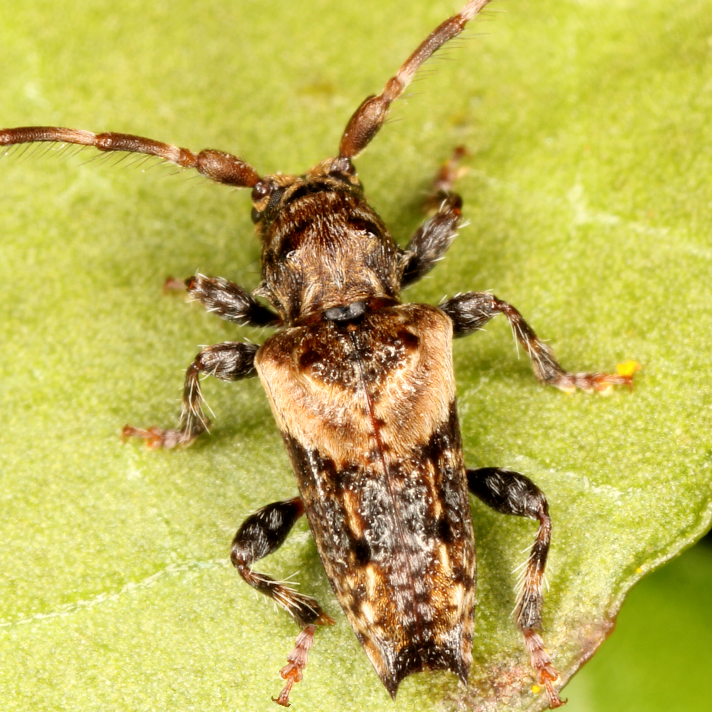 11092014222103 2718 art 1676 pogonocherus hispidus 1