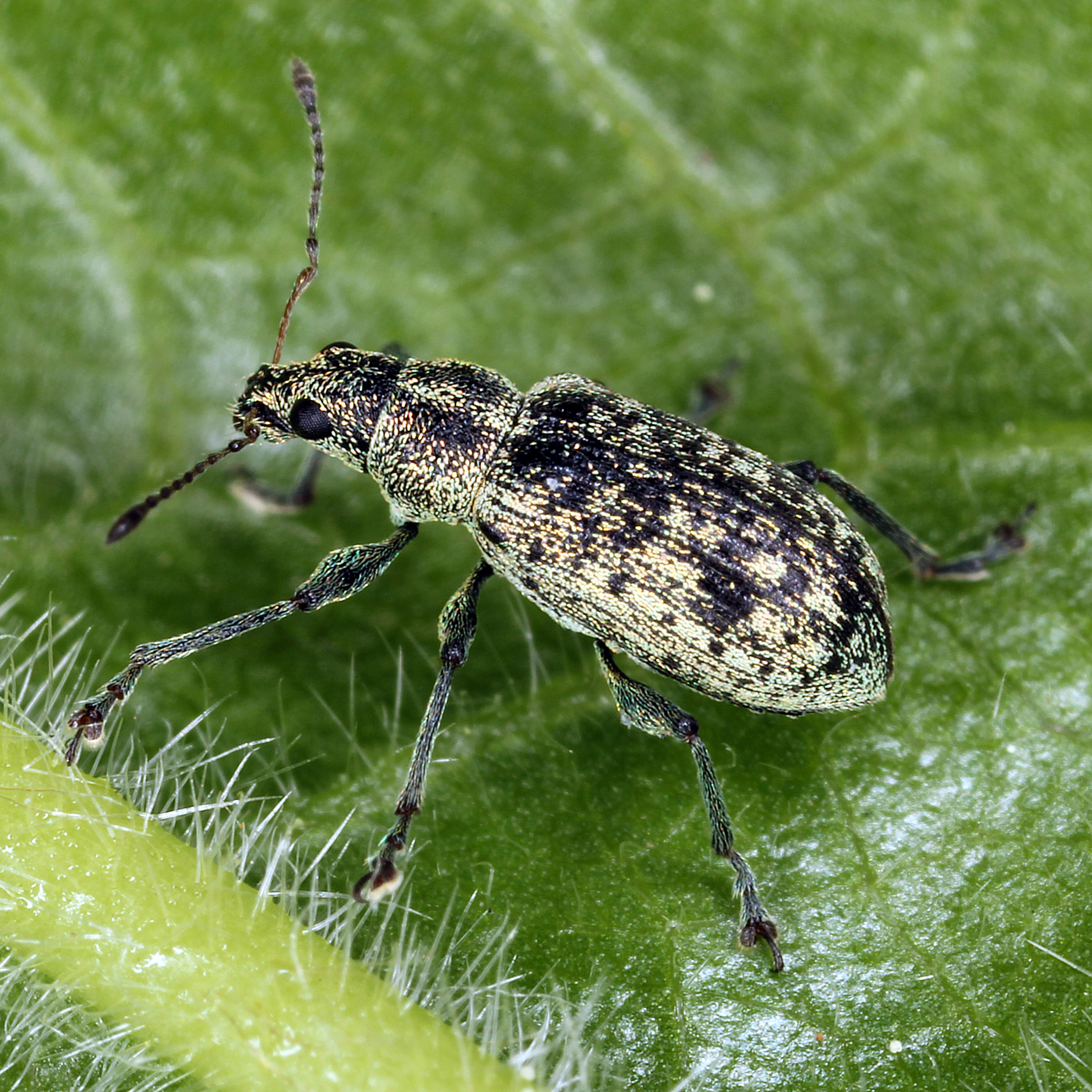 11092014222422 2719 art 1677 polydrusus cervinus