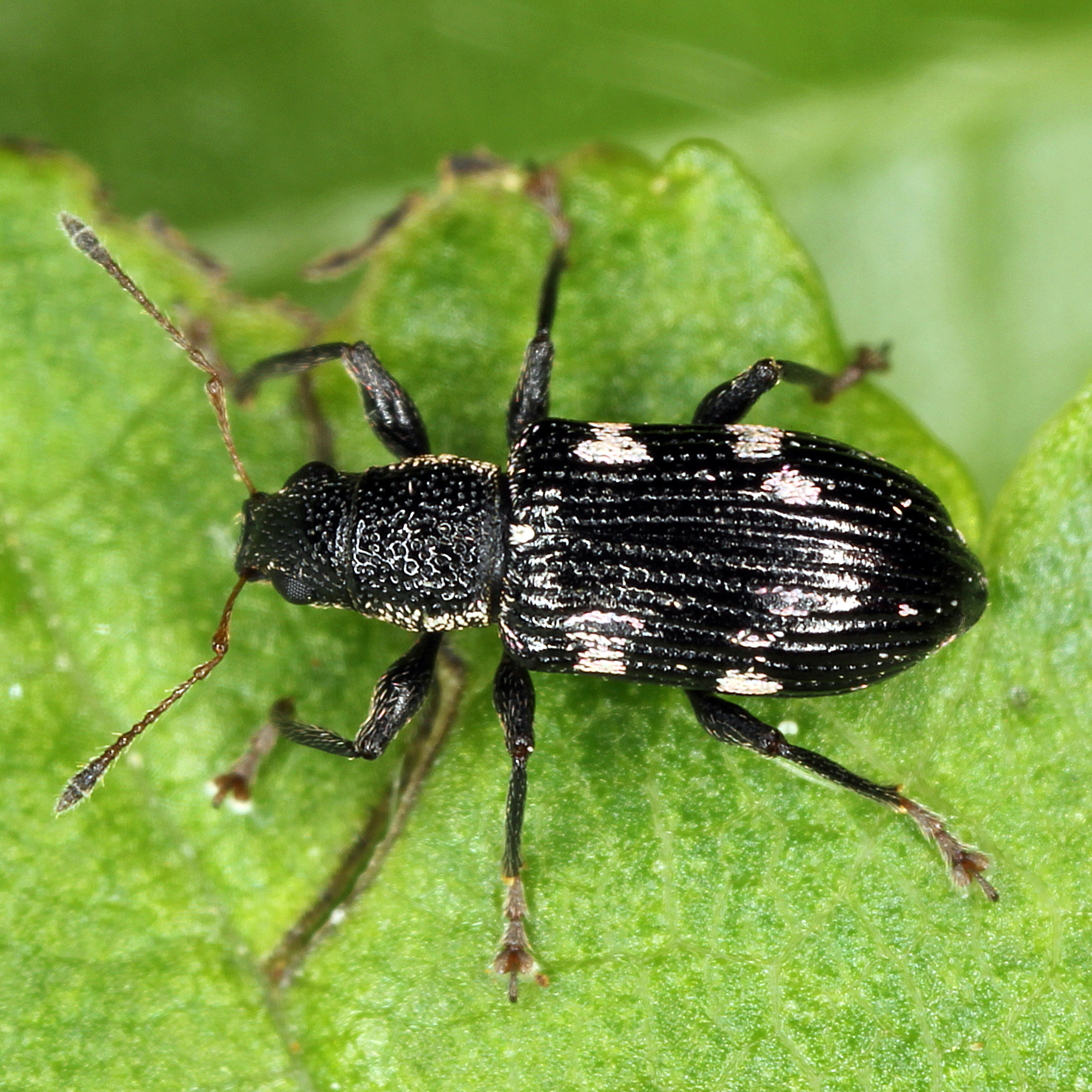 11092014222652 2720 art 1678 polydrusus picus 1