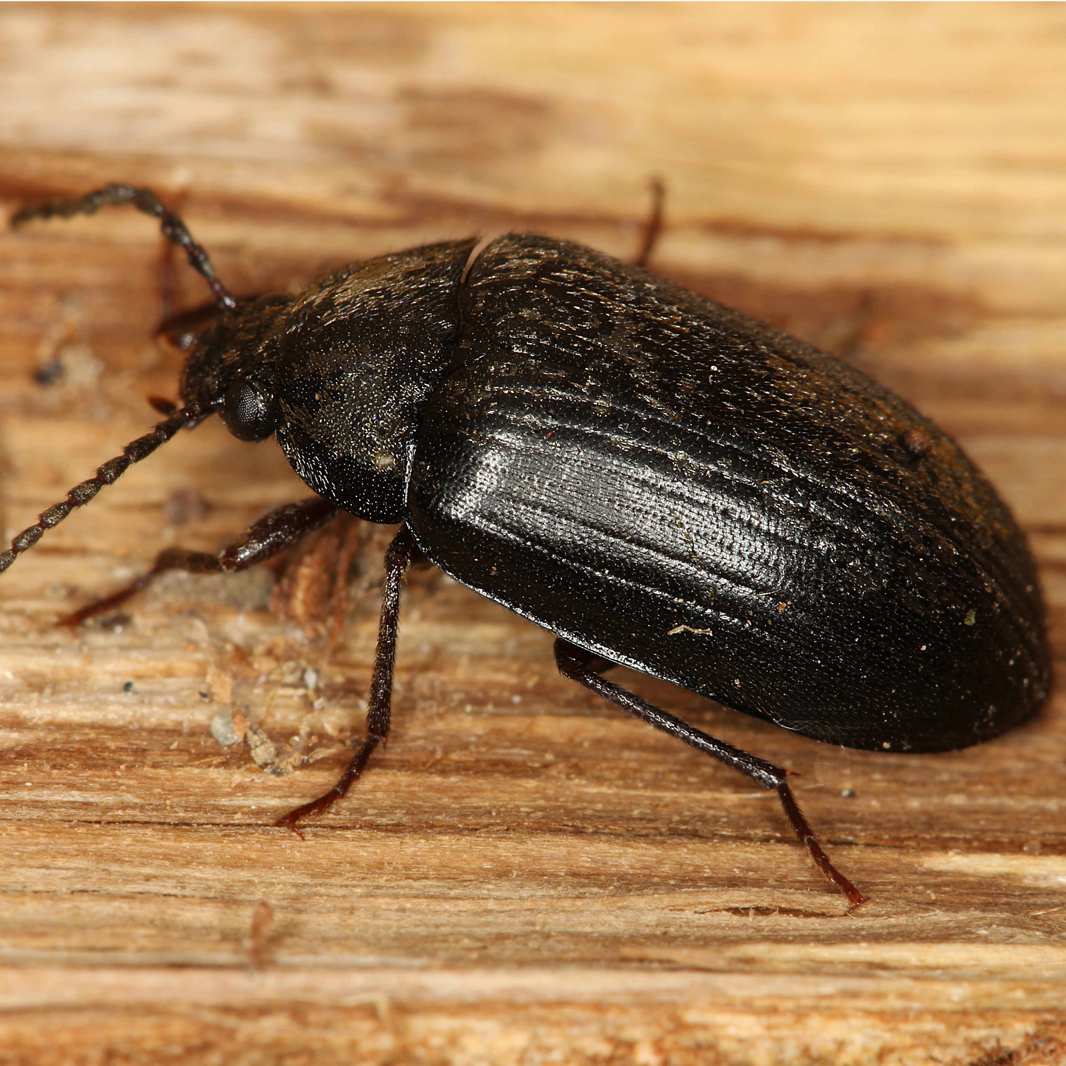 11092014223028 2721 art 1679 prionychus melanarius 1