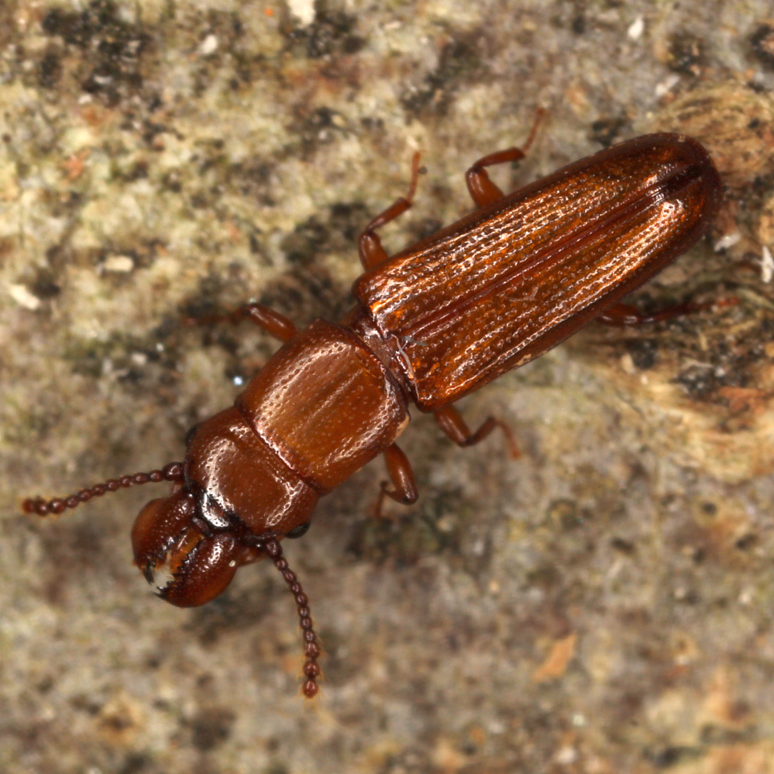 11092014223532 2722 art 1680 prostomis mandibularis 3