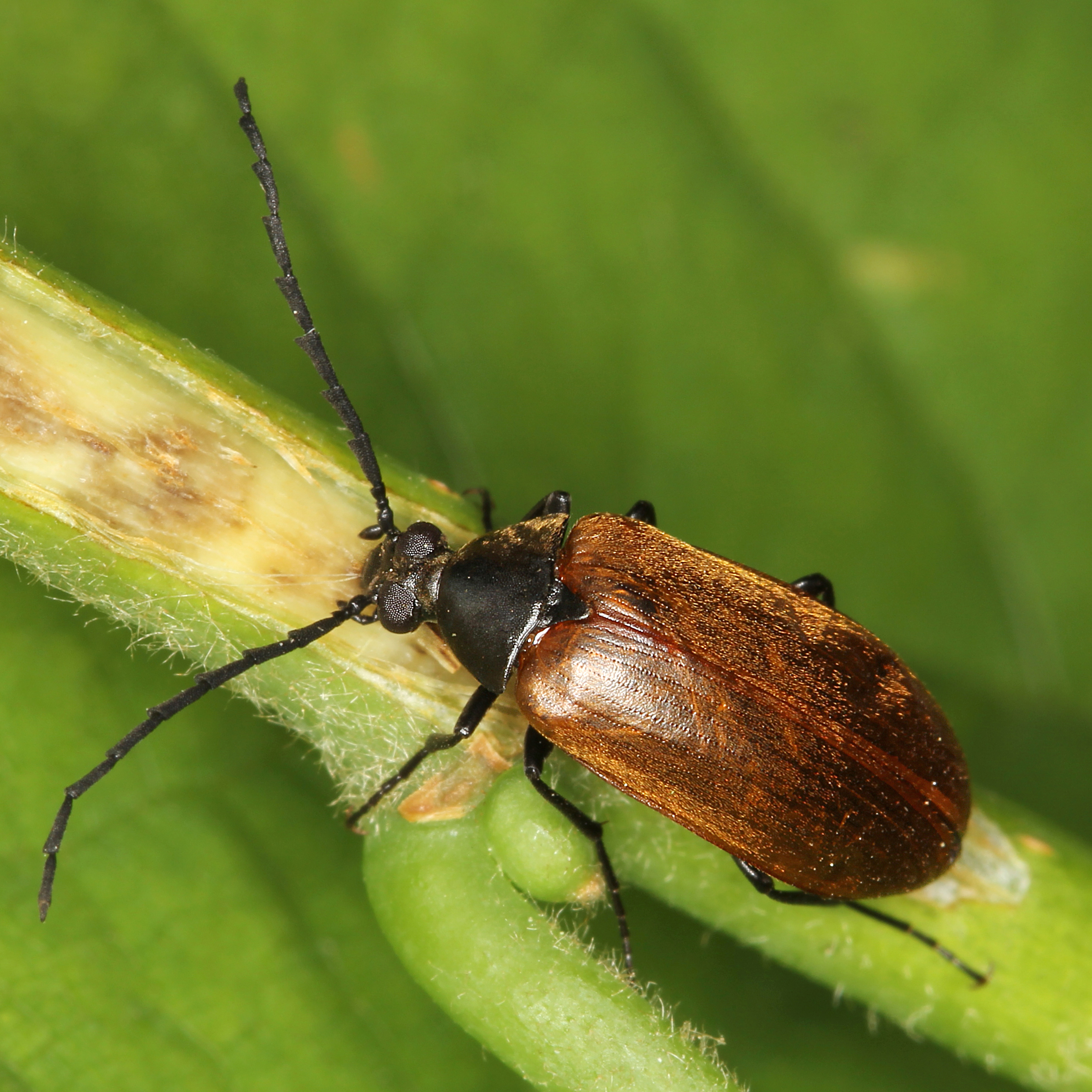 11092014223919 2723 art 1681 pseudocistela ceramboides 9