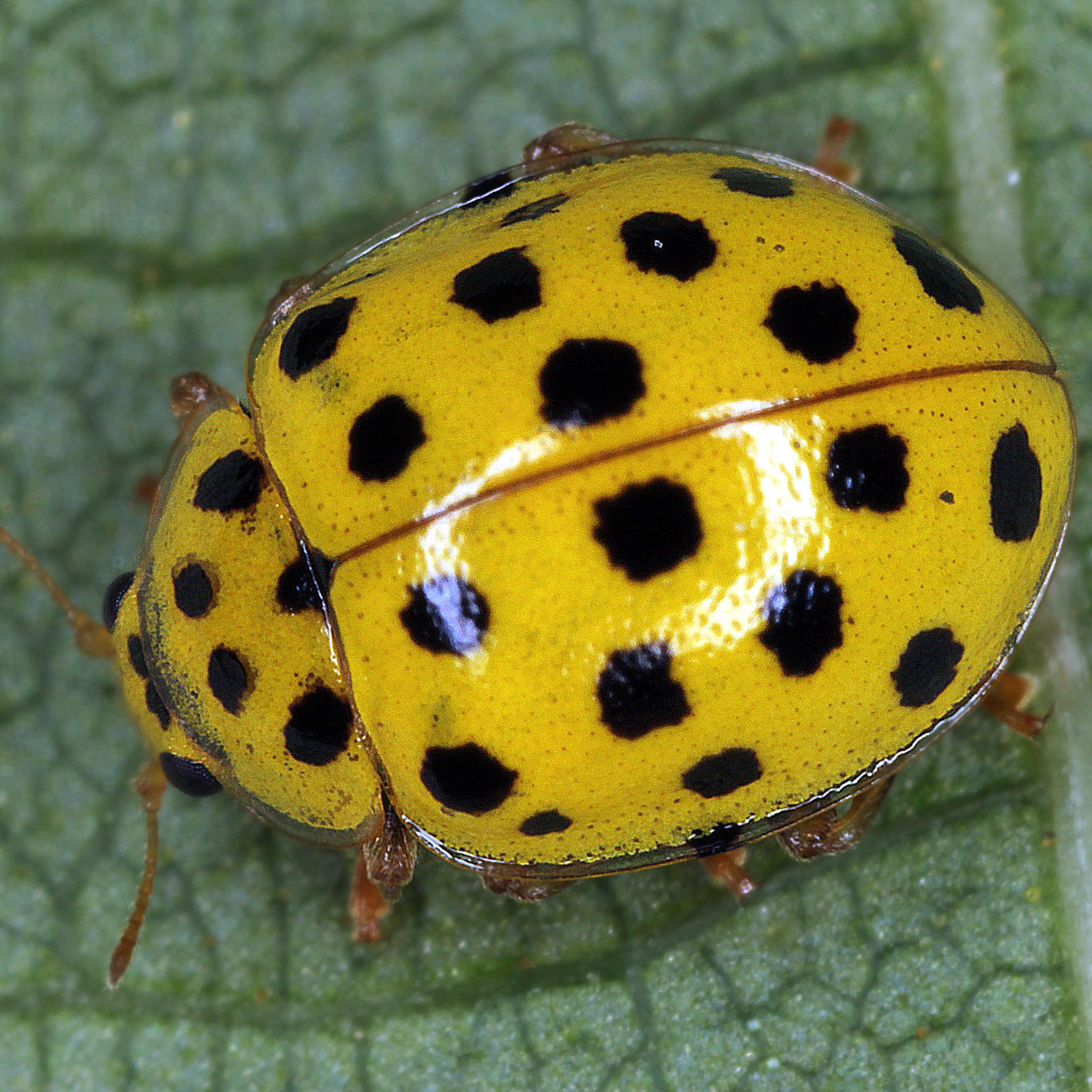 11092014224257 2724 art 1682 psyllobora vigintiduopunctata 2