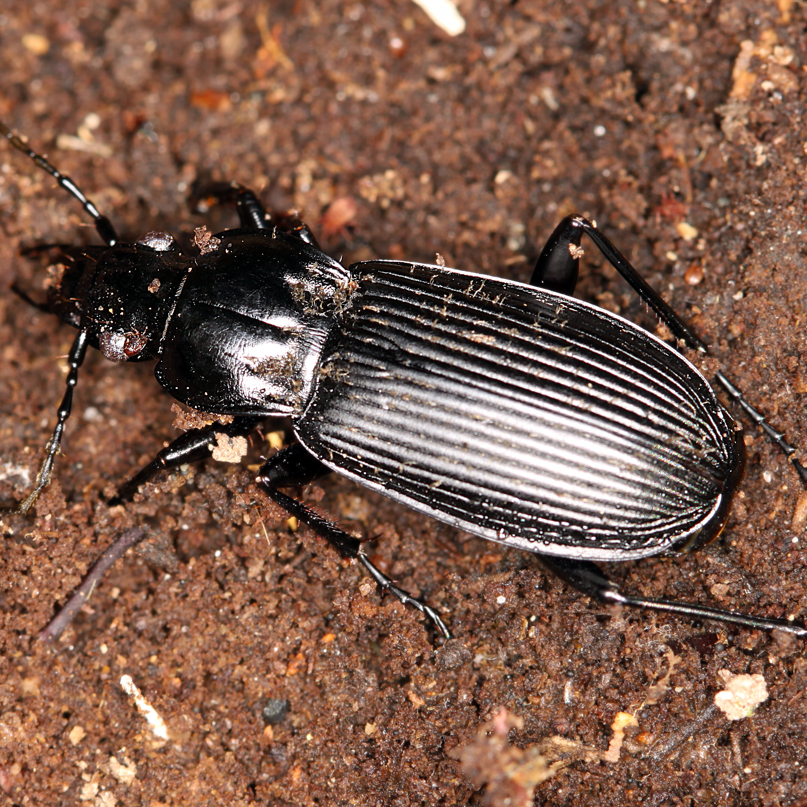 11092014224556 2725 art 1683 pterostichus niger