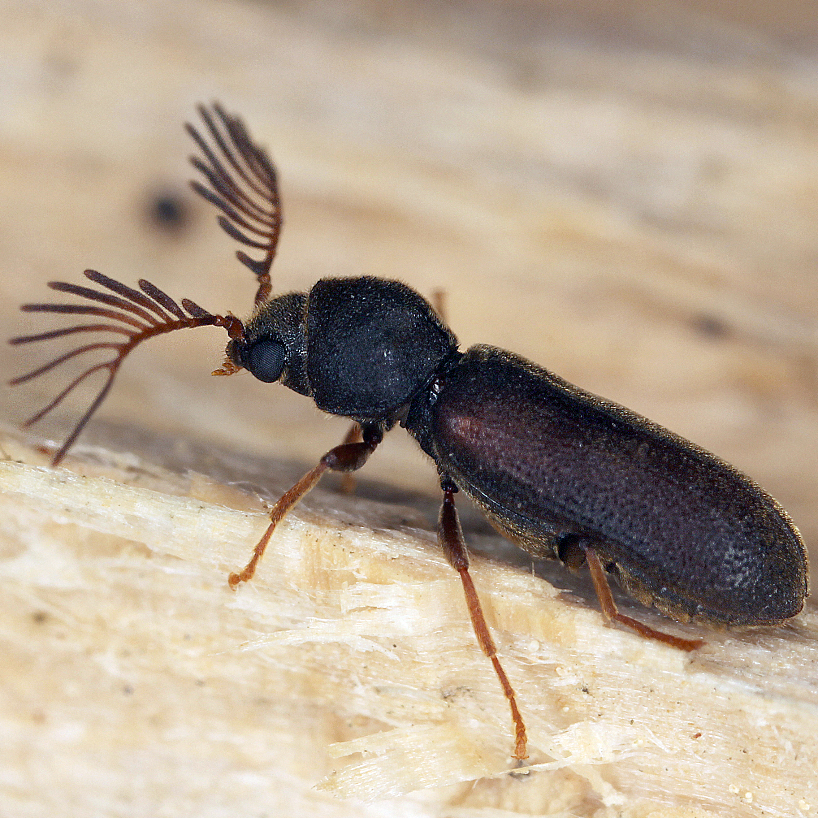 11092014224842 2726 art 1684 ptilinus pectinicornis 2