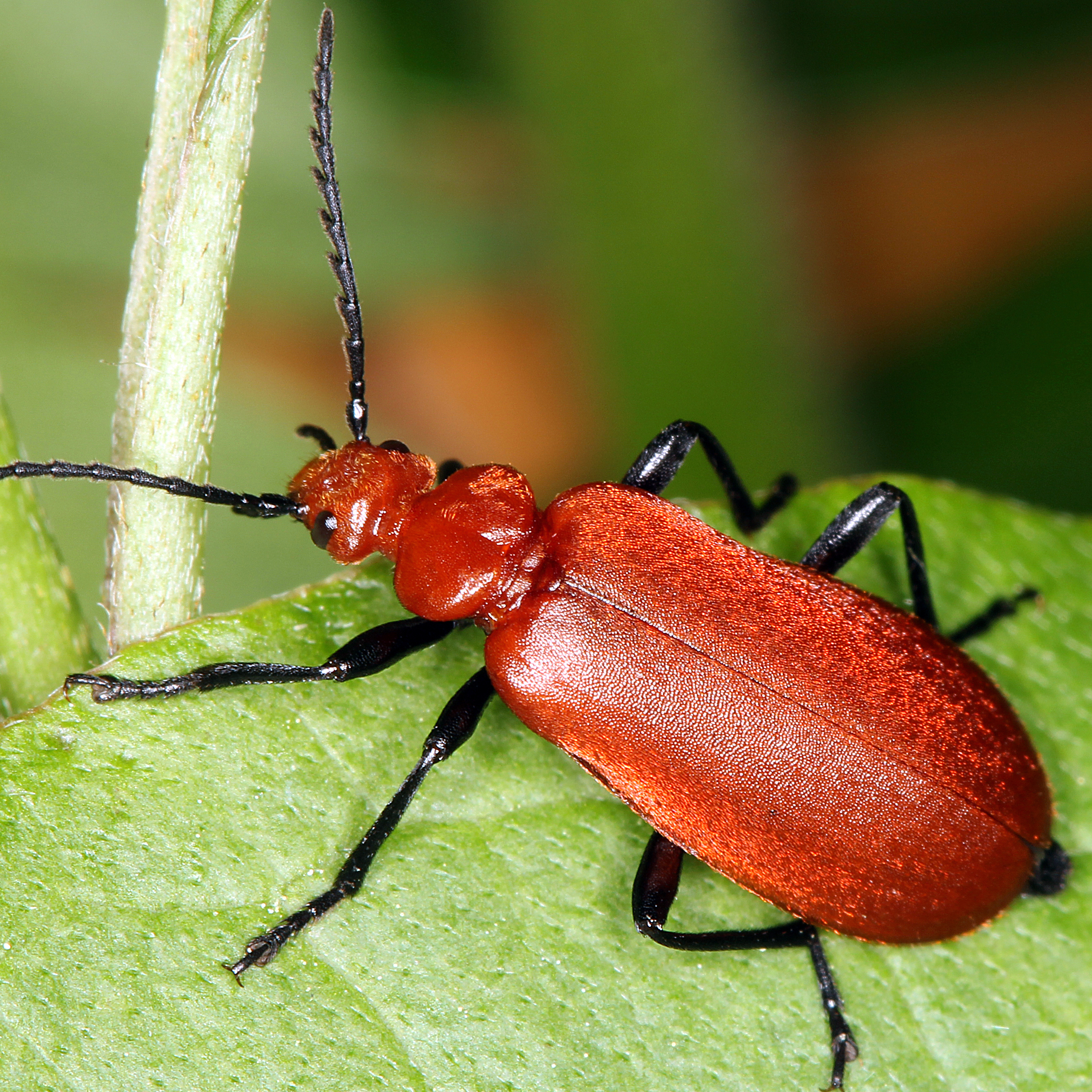 11092014225210 2727 art 1685 pyrochroa serraticornis 2