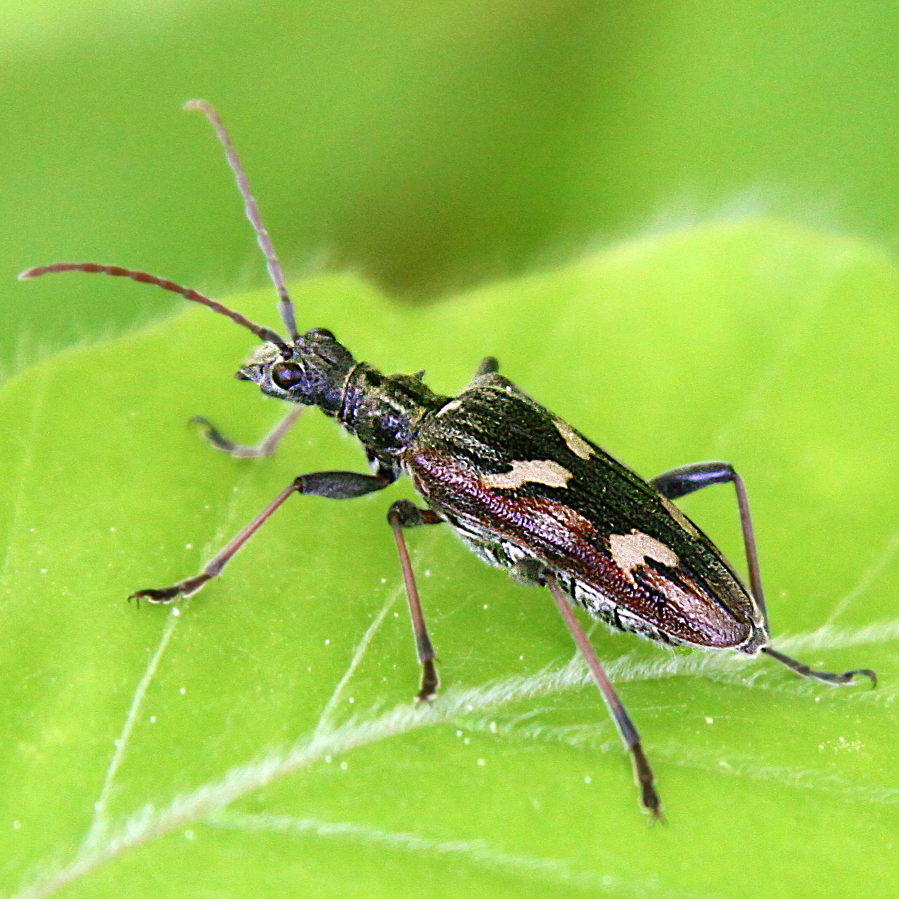 11092014225430 2728 art 1686 rhagium bifasciatum 1