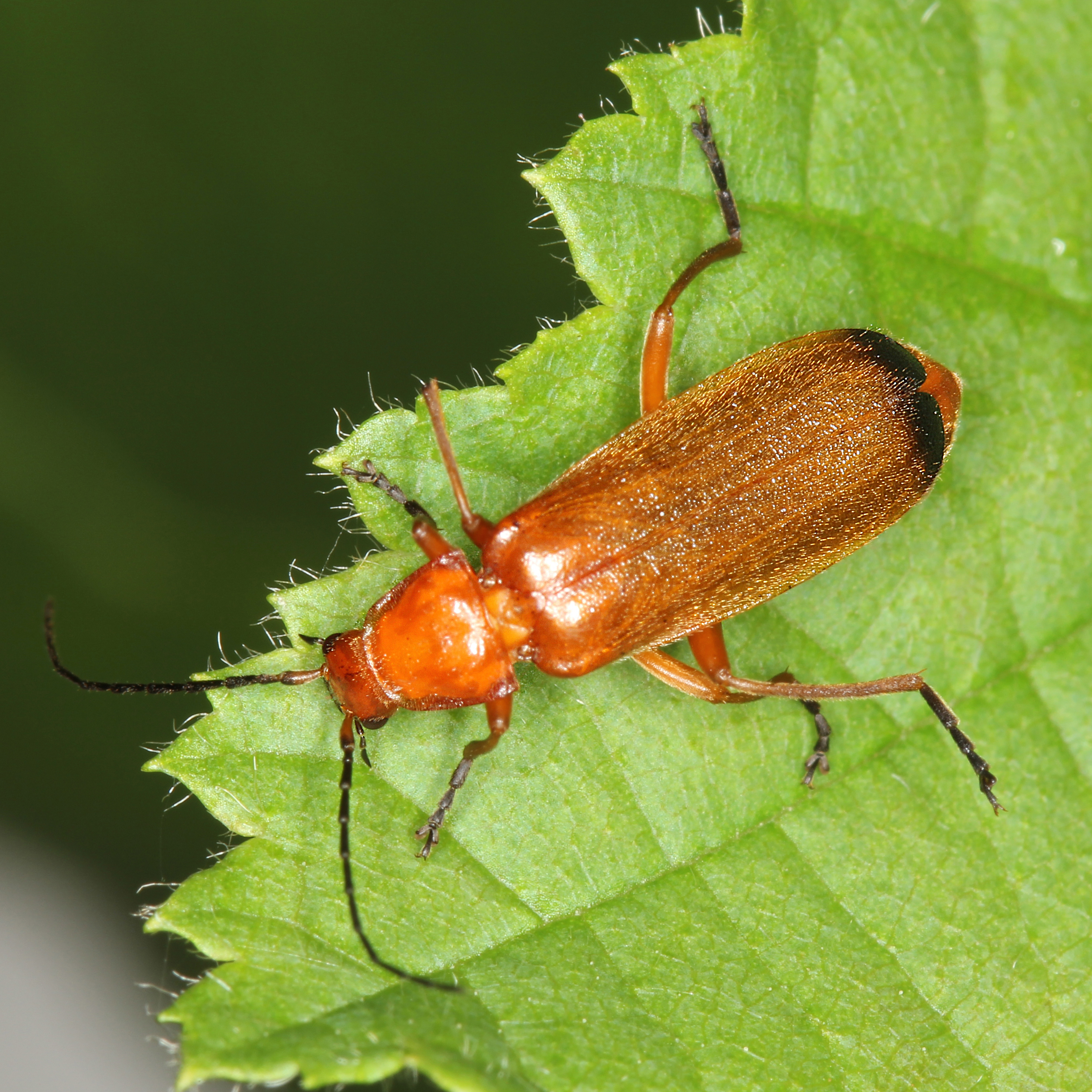 11092014225710 2729 art 1687 rhagonycha fulva 3