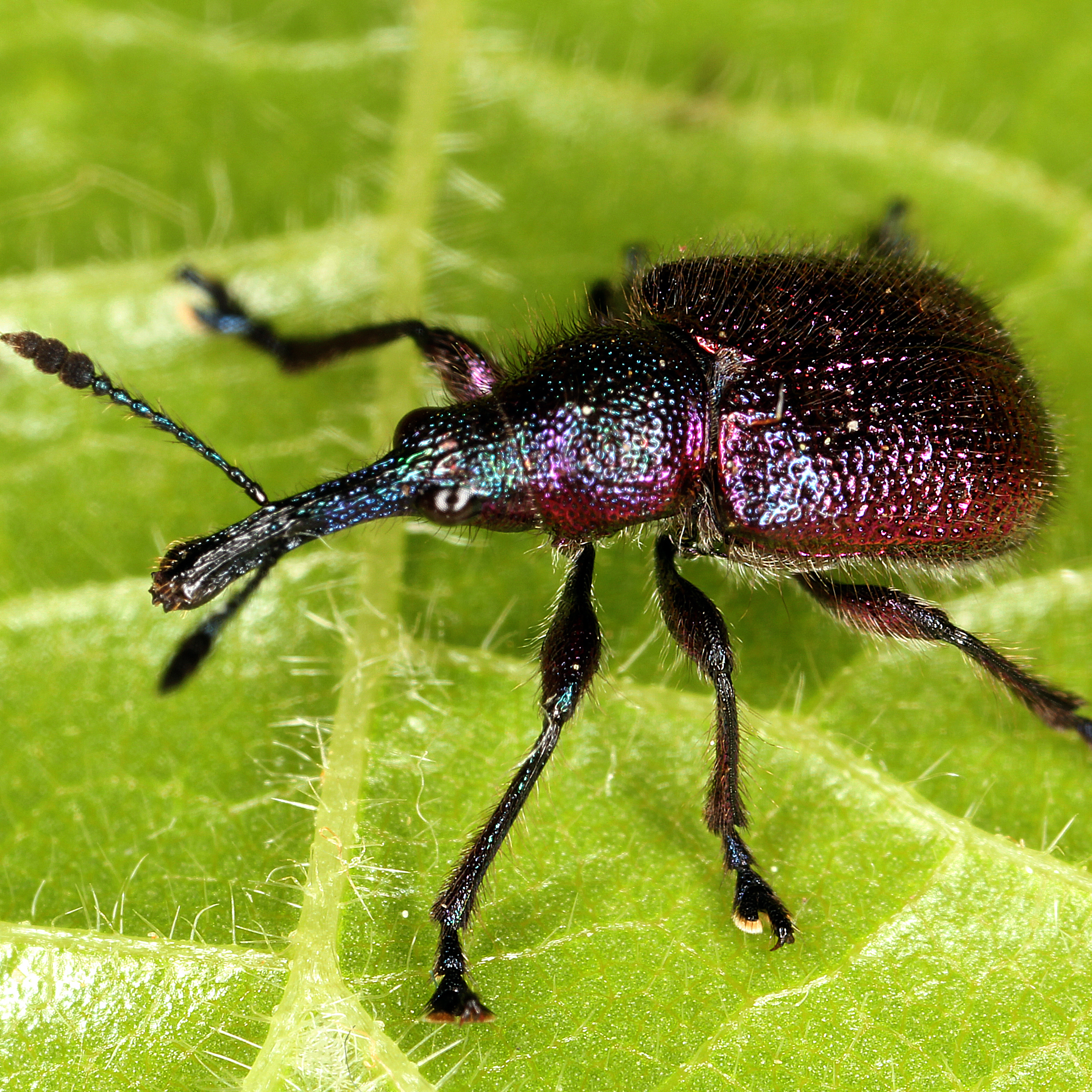 11092014230010 2730 art 1688 rhynchites bacchus 2