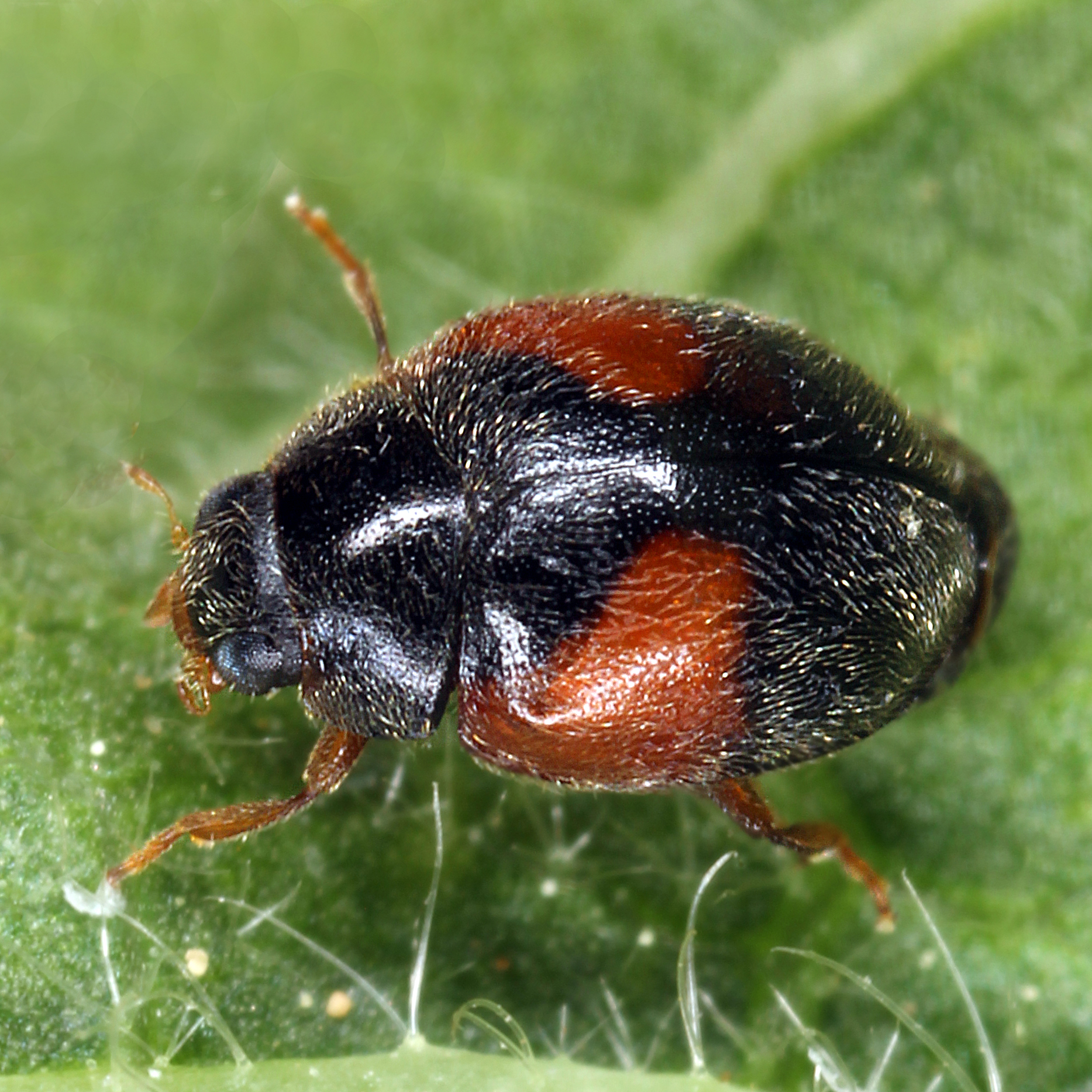 11092014230918 2732 art 1690 scymnus interruptus 2