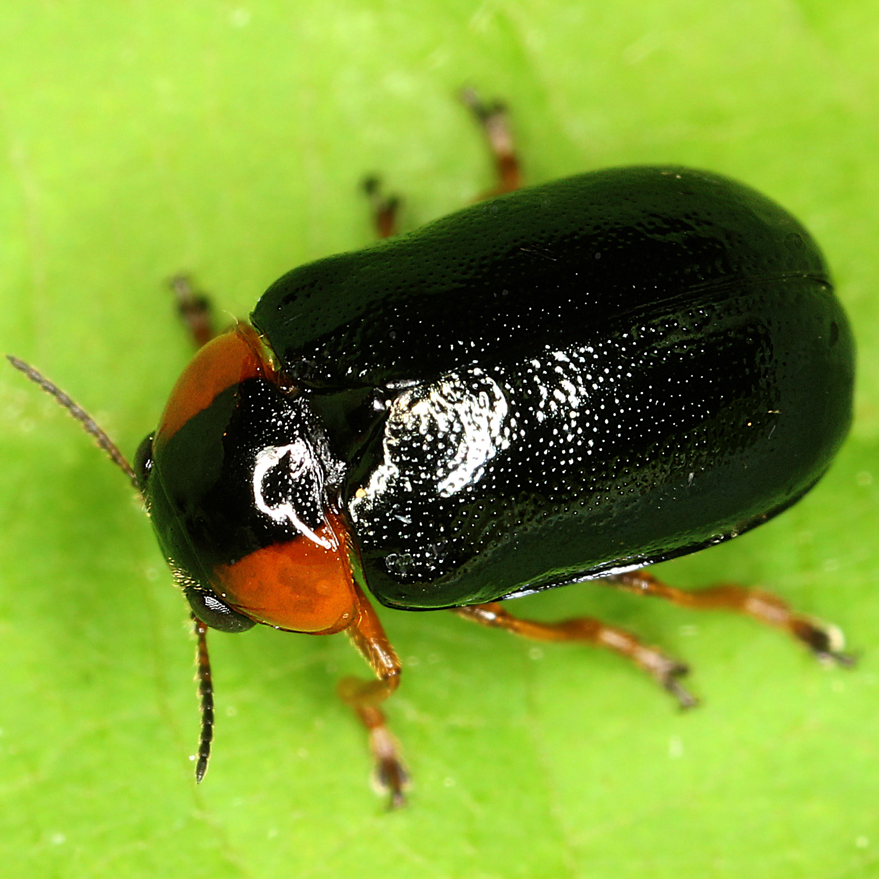 11092014231258 2733 art 1691 smaragdina aurita 2