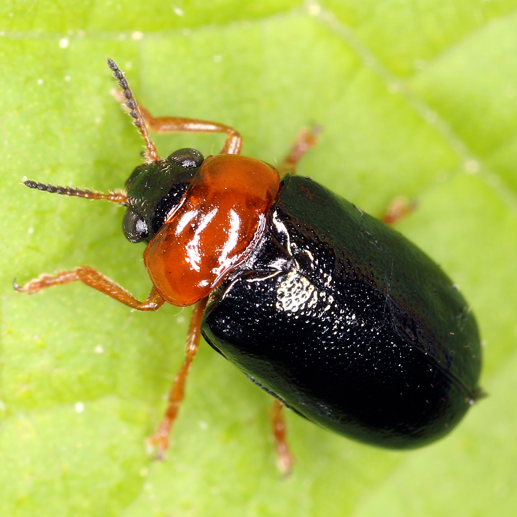 11092014232102 2734 art 1692 smaragdina flavicollis