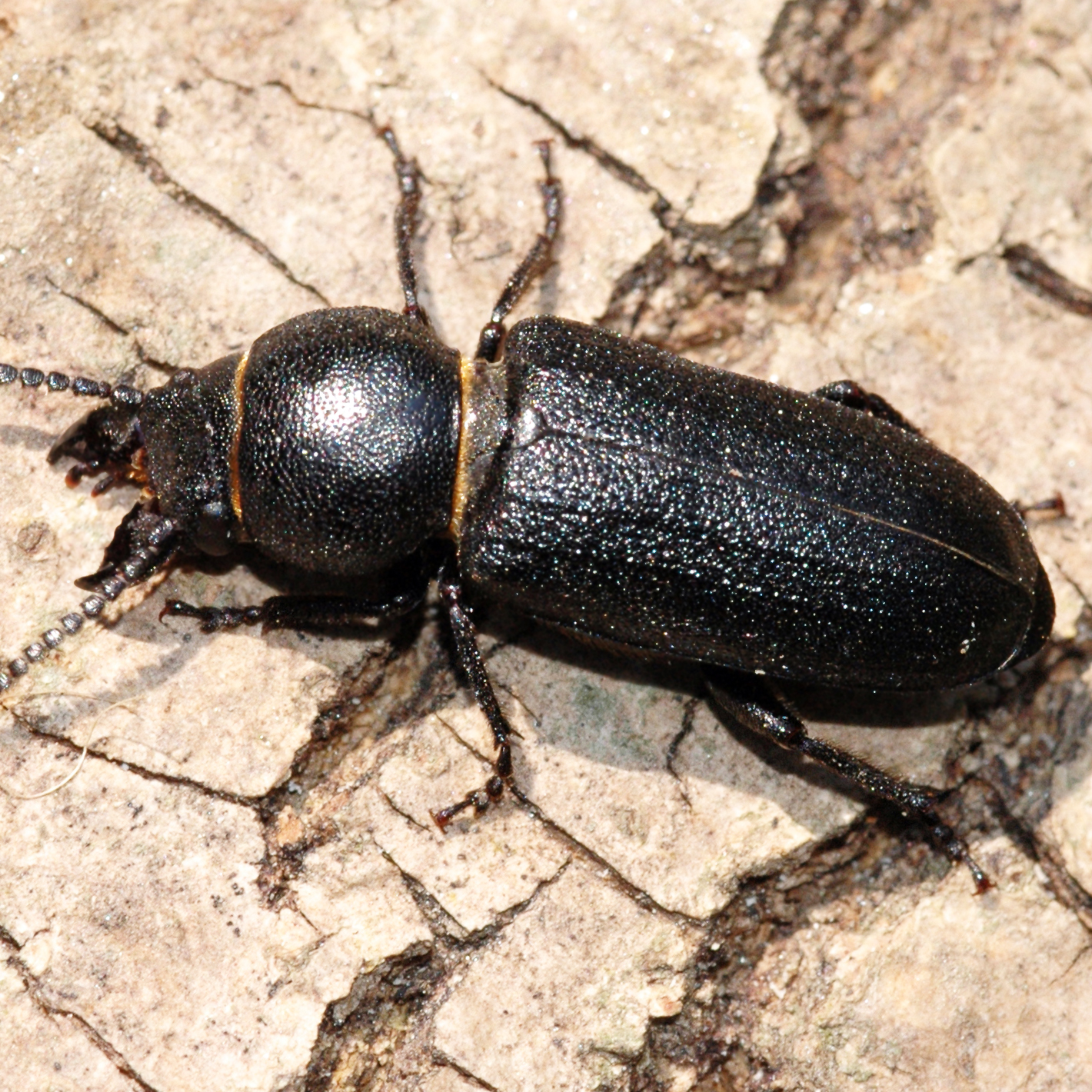 11092014232242 2735 art 1693 spondylis buprestoides 2