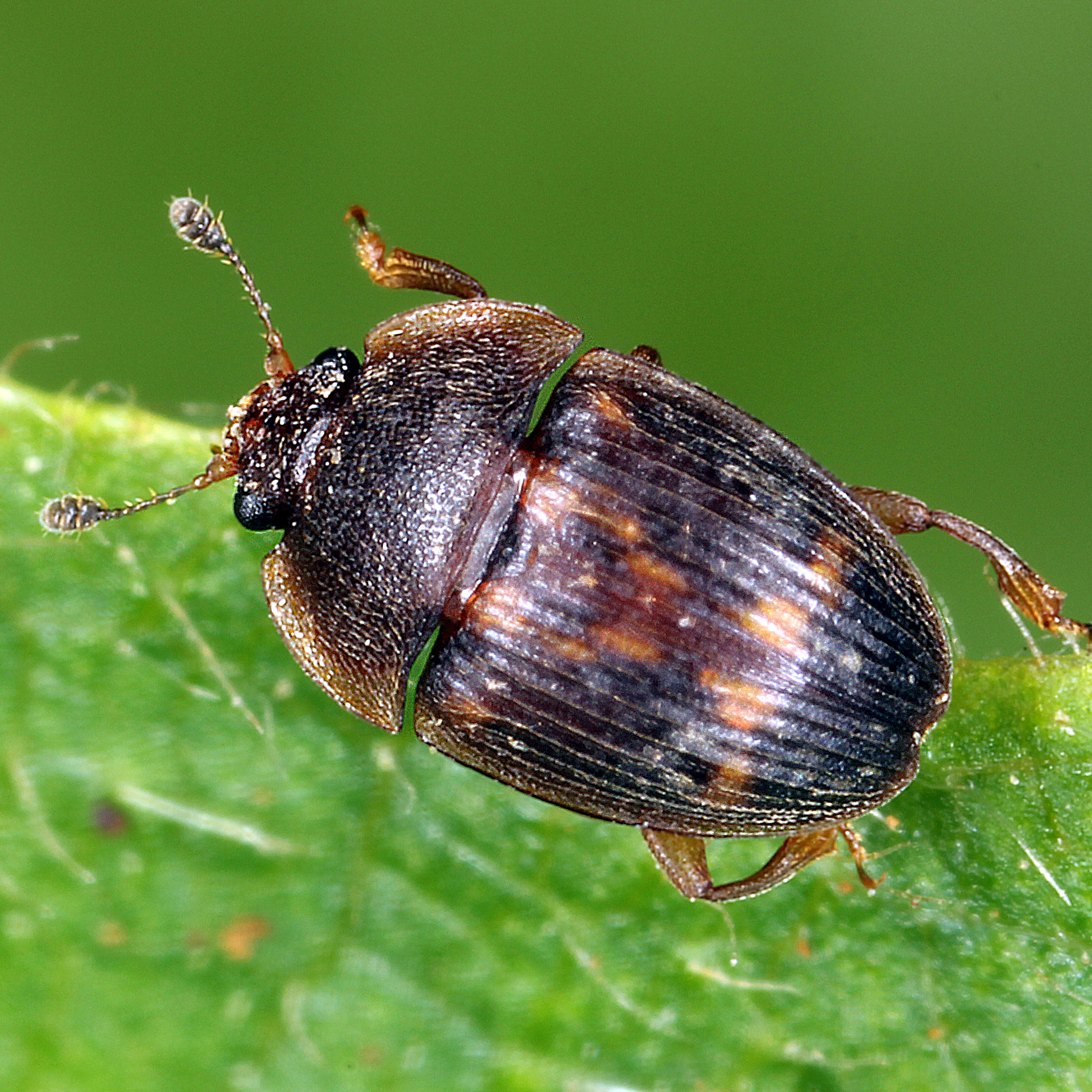 11092014232438 2736 art 1694 stelidota geminata 3