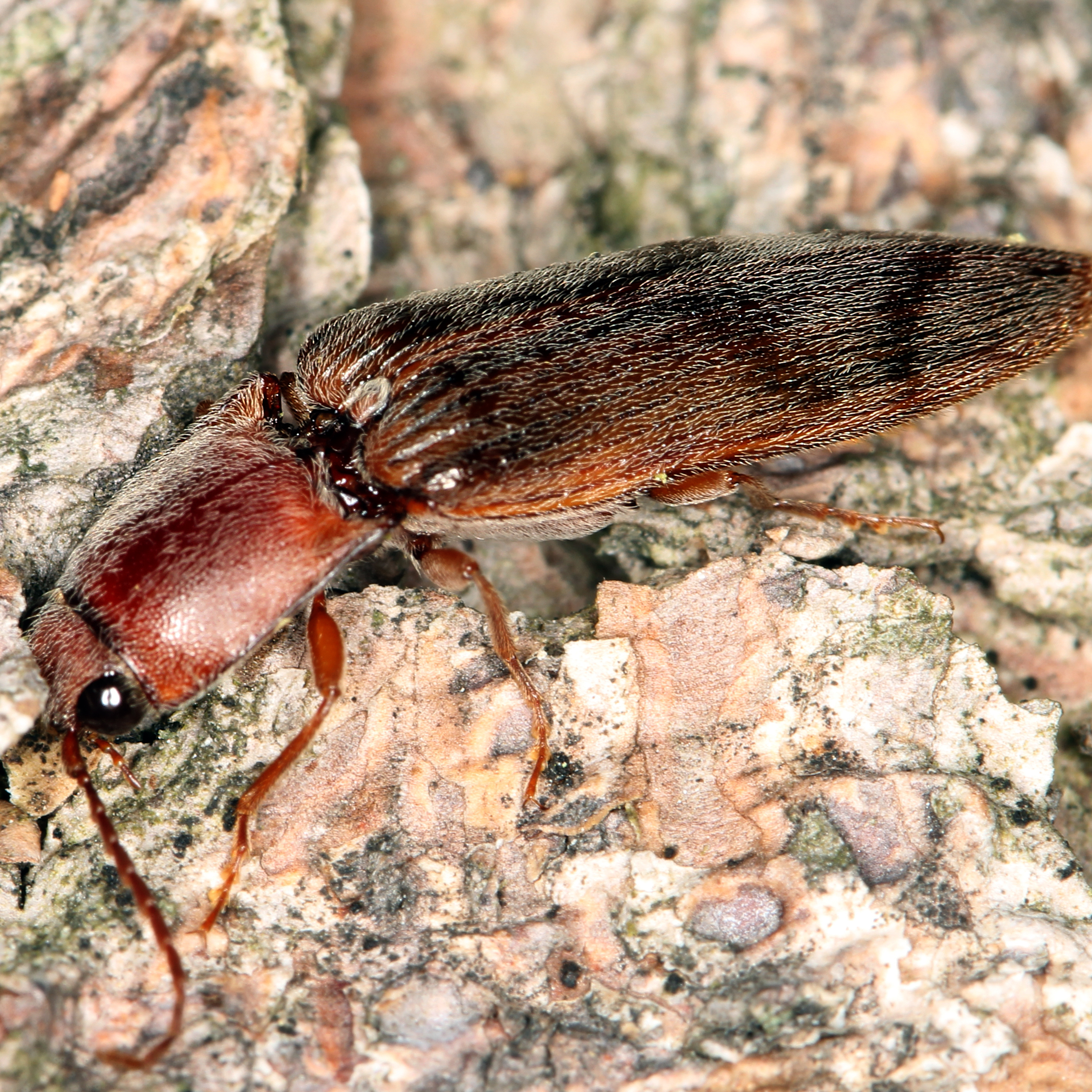 11092014233037 2737 art 1695 stenagostus rhombeus 1