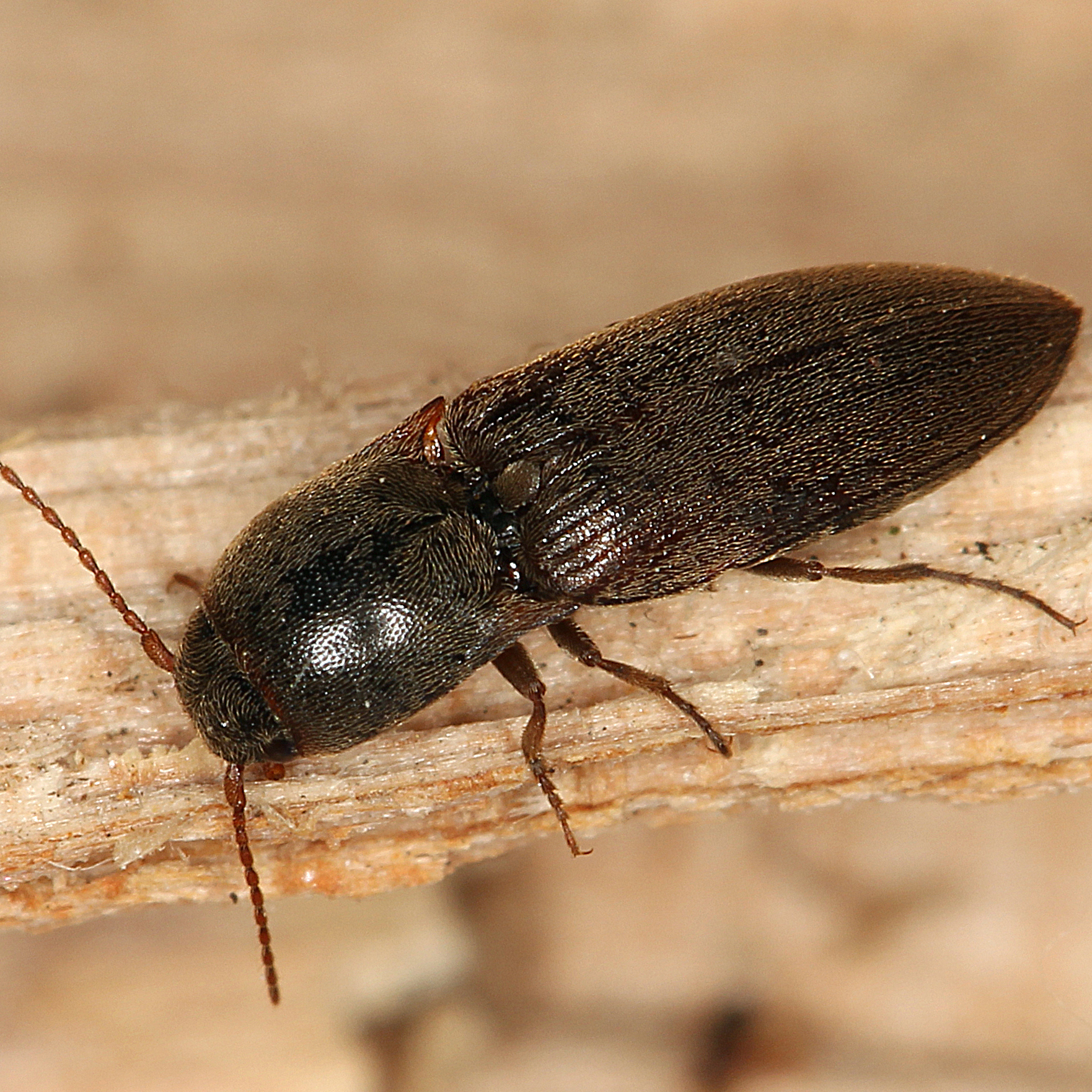 11092014233947 2738 art 1696 agriotes sputator 1