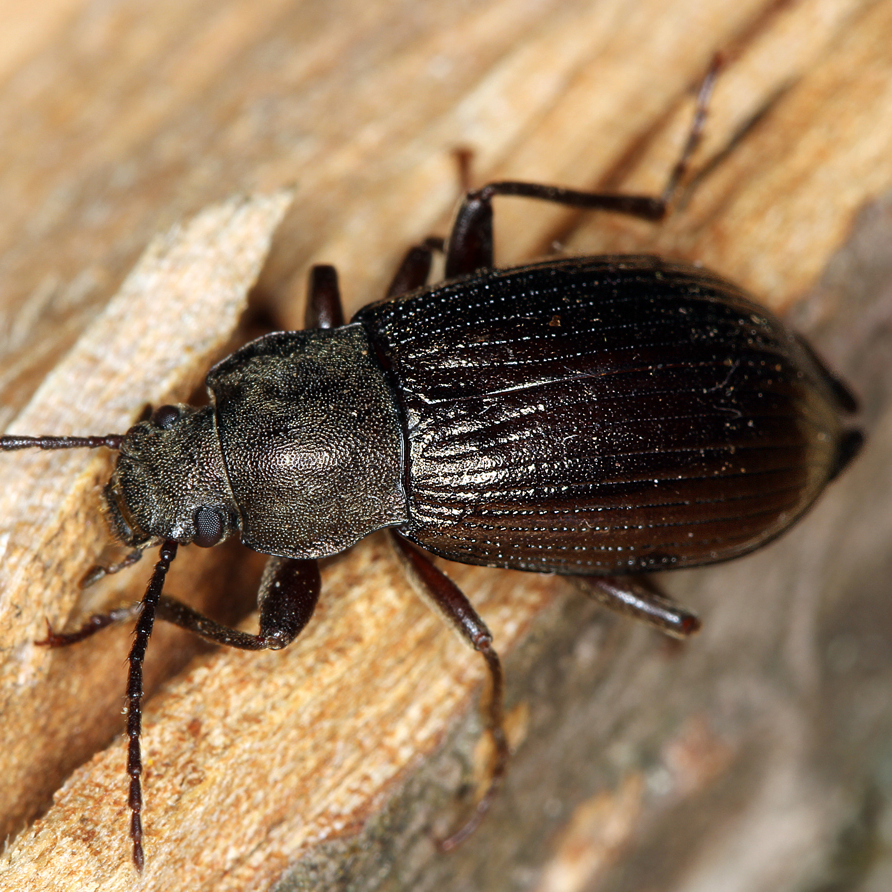 11092014234516 2739 art 1697 stenomax aeneus 3