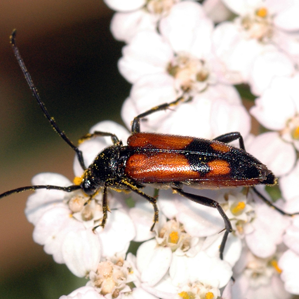 11092014235152 2740 art 1698 stenurella bifasciata 1
