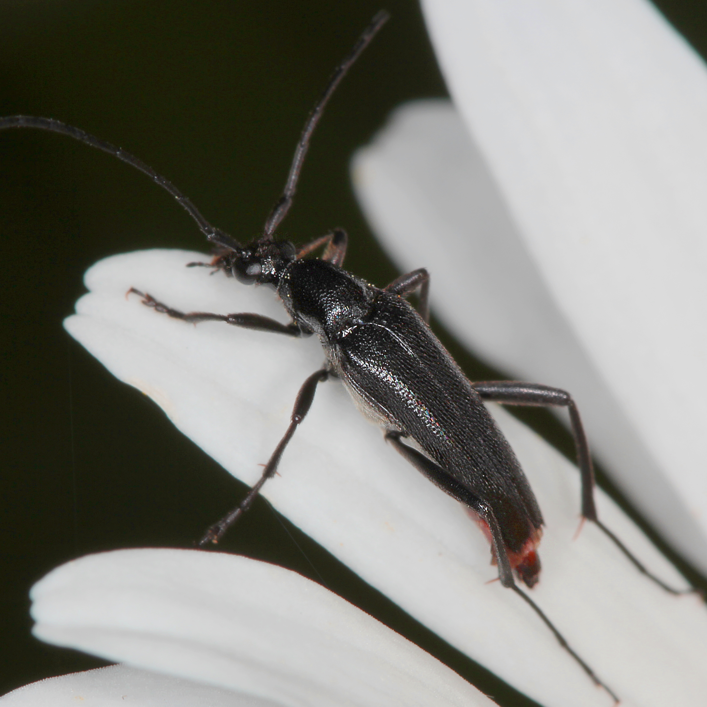 11092014235406 2741 art 1699 stenurella nigra 4