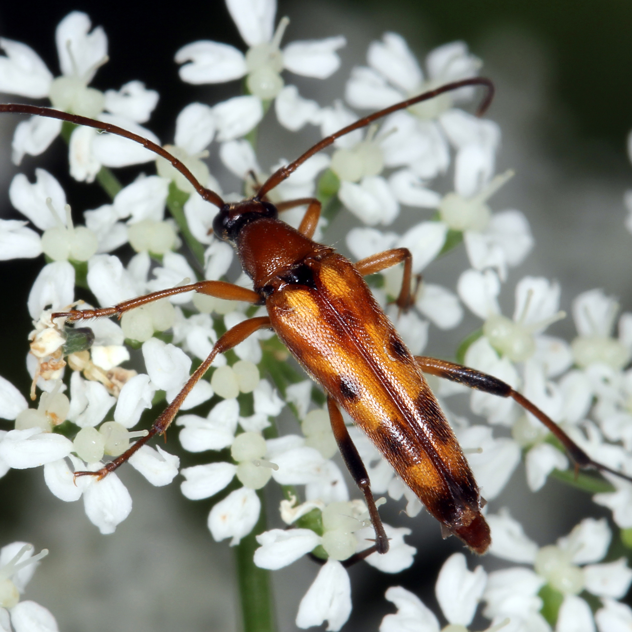 11092014235543 2742 art 1700 stenurella septempunctata 1