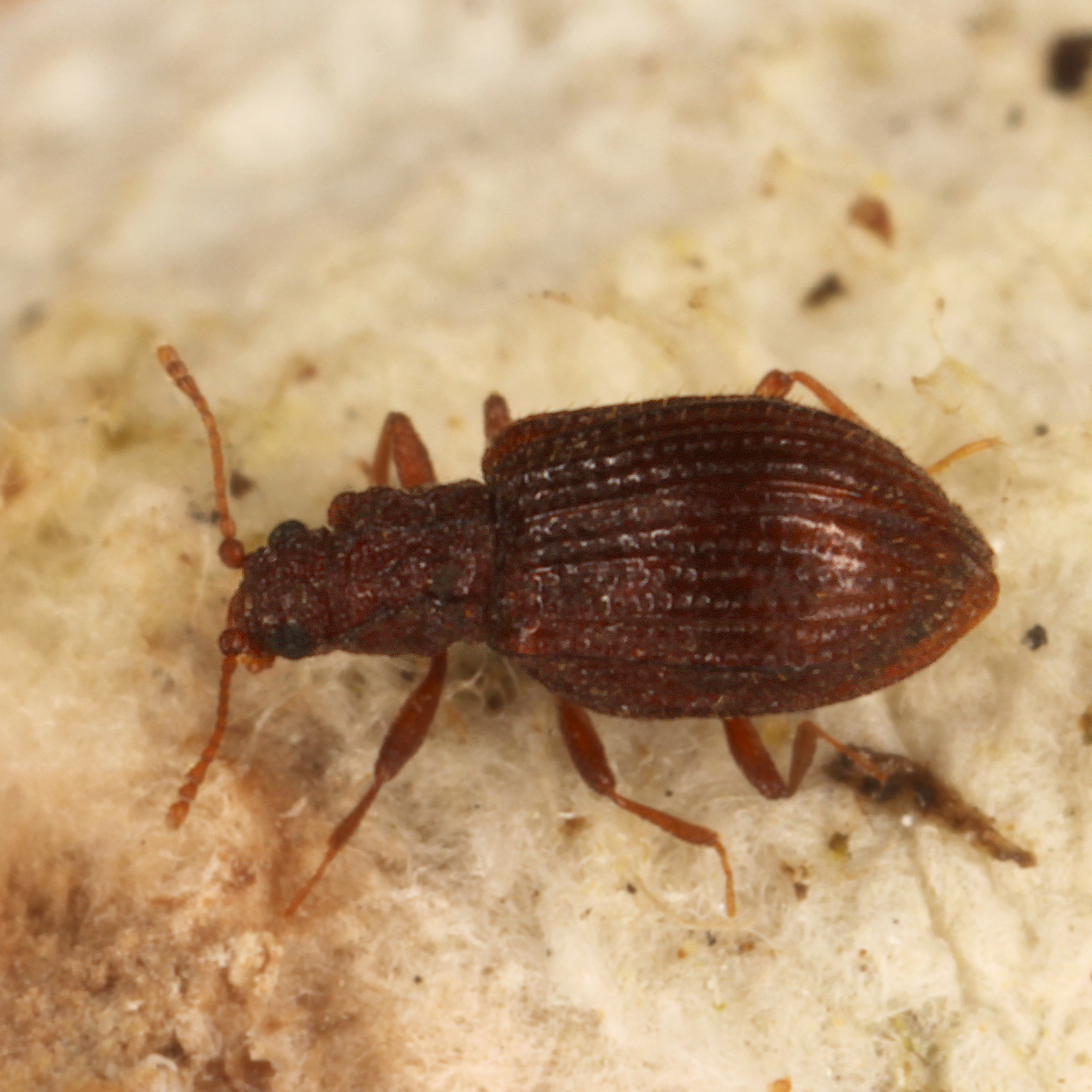 11092014235852 2743 art 1701 stephostethus angusticollis 2