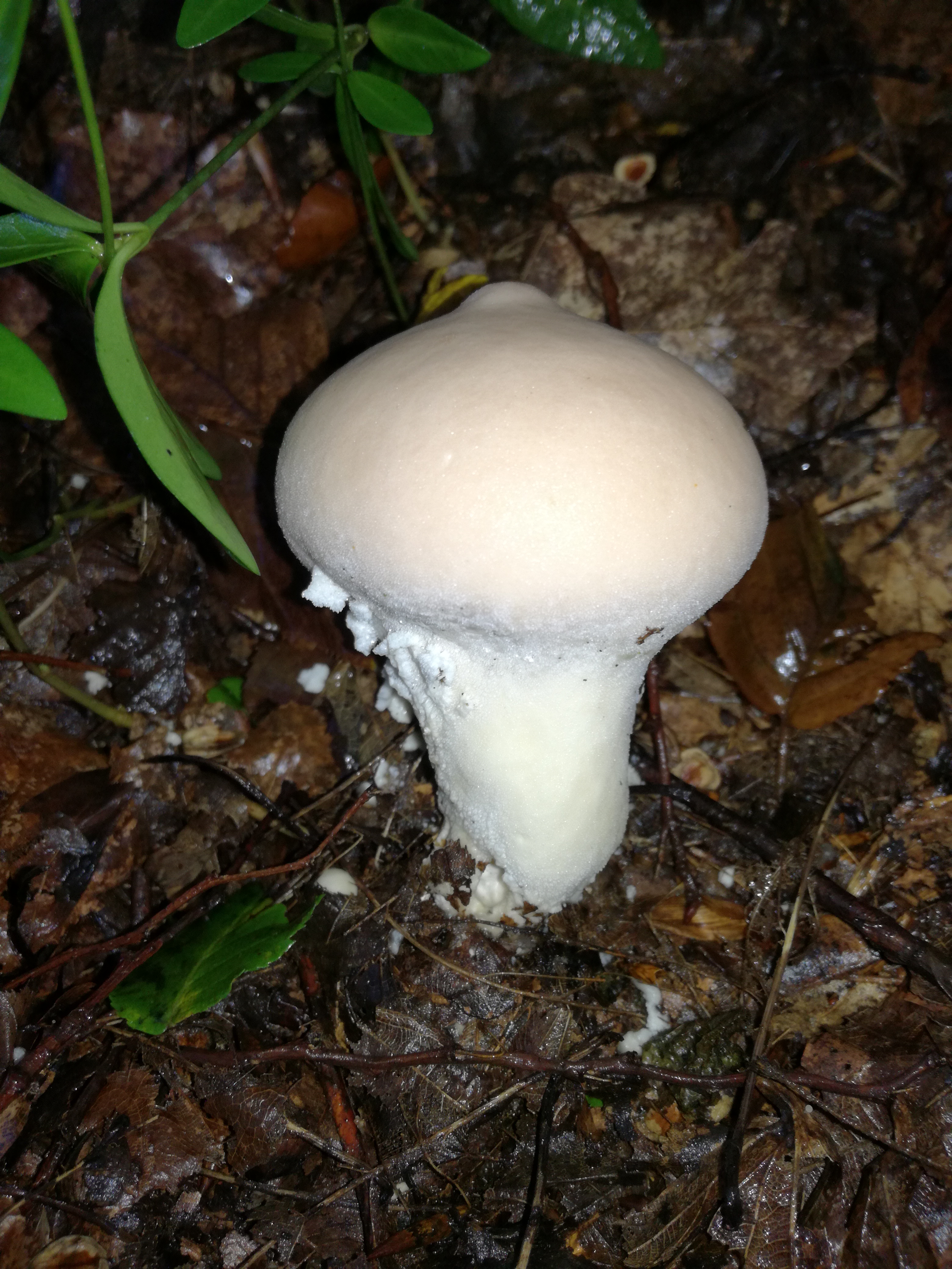 11102017232434 3078 art 1851 img 20170917 160713