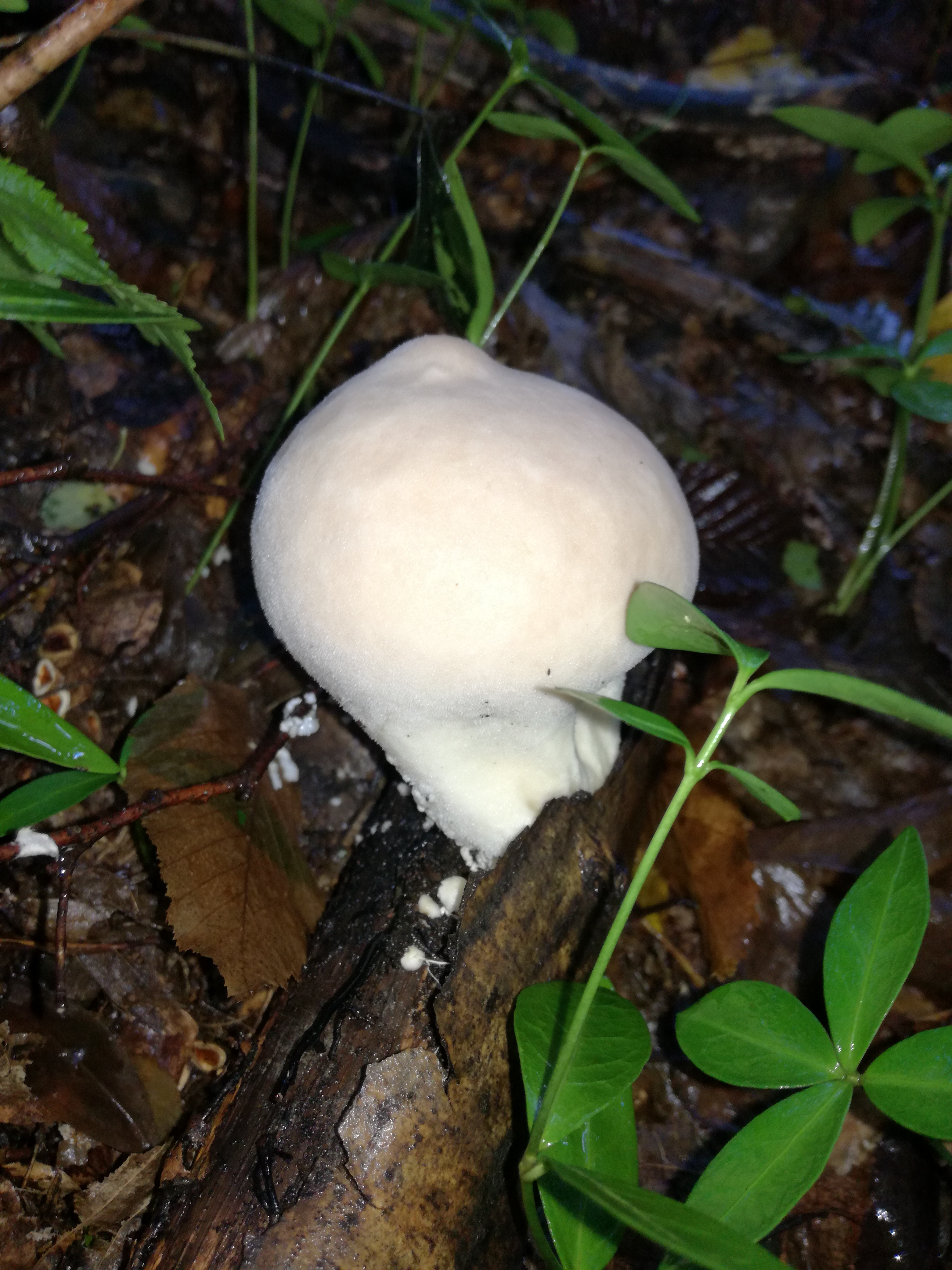 11102017232607 3079 art 1851 img 20170917 160734