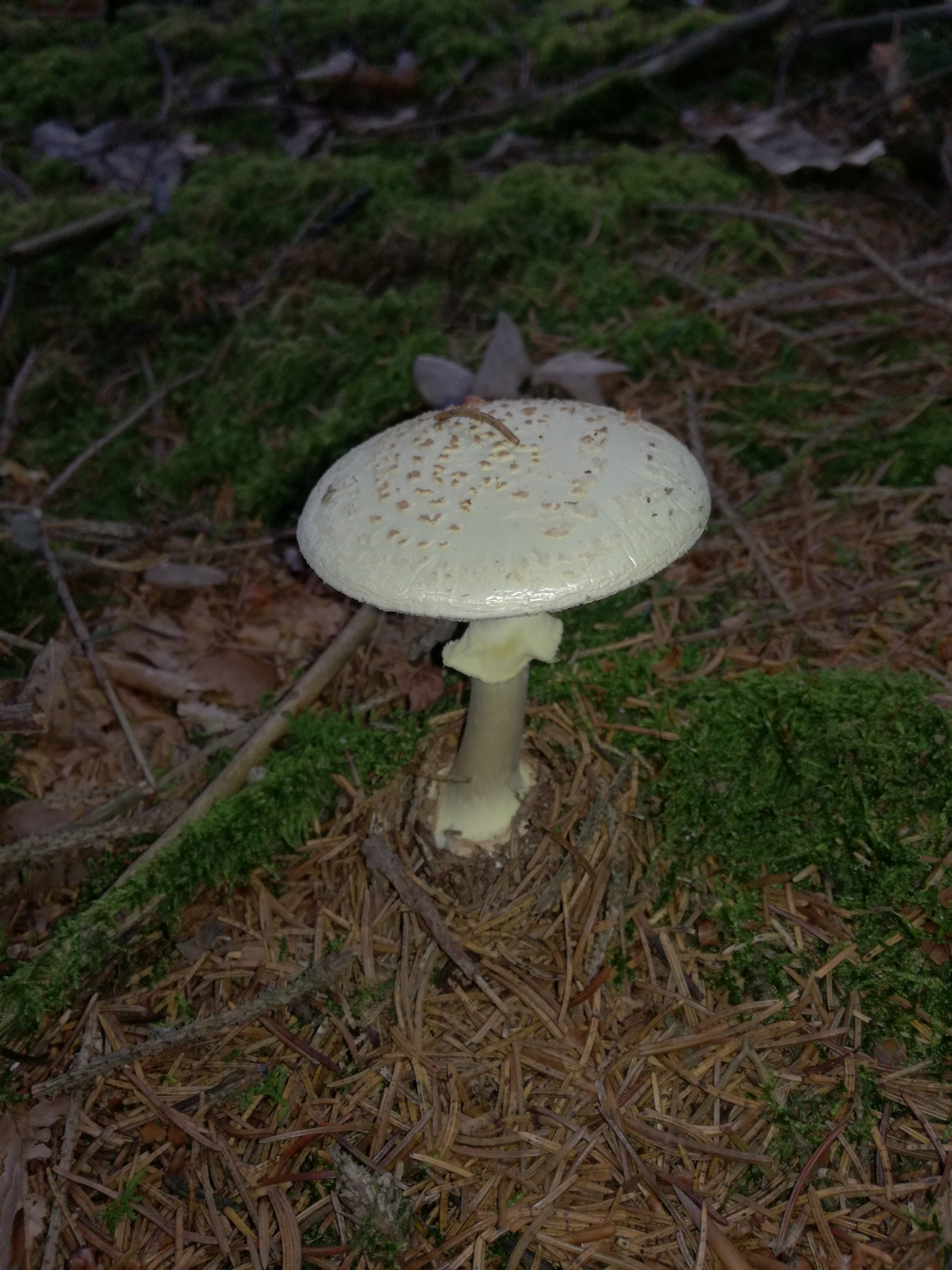 11102017233010 3080 art 172 img 20171001 172836