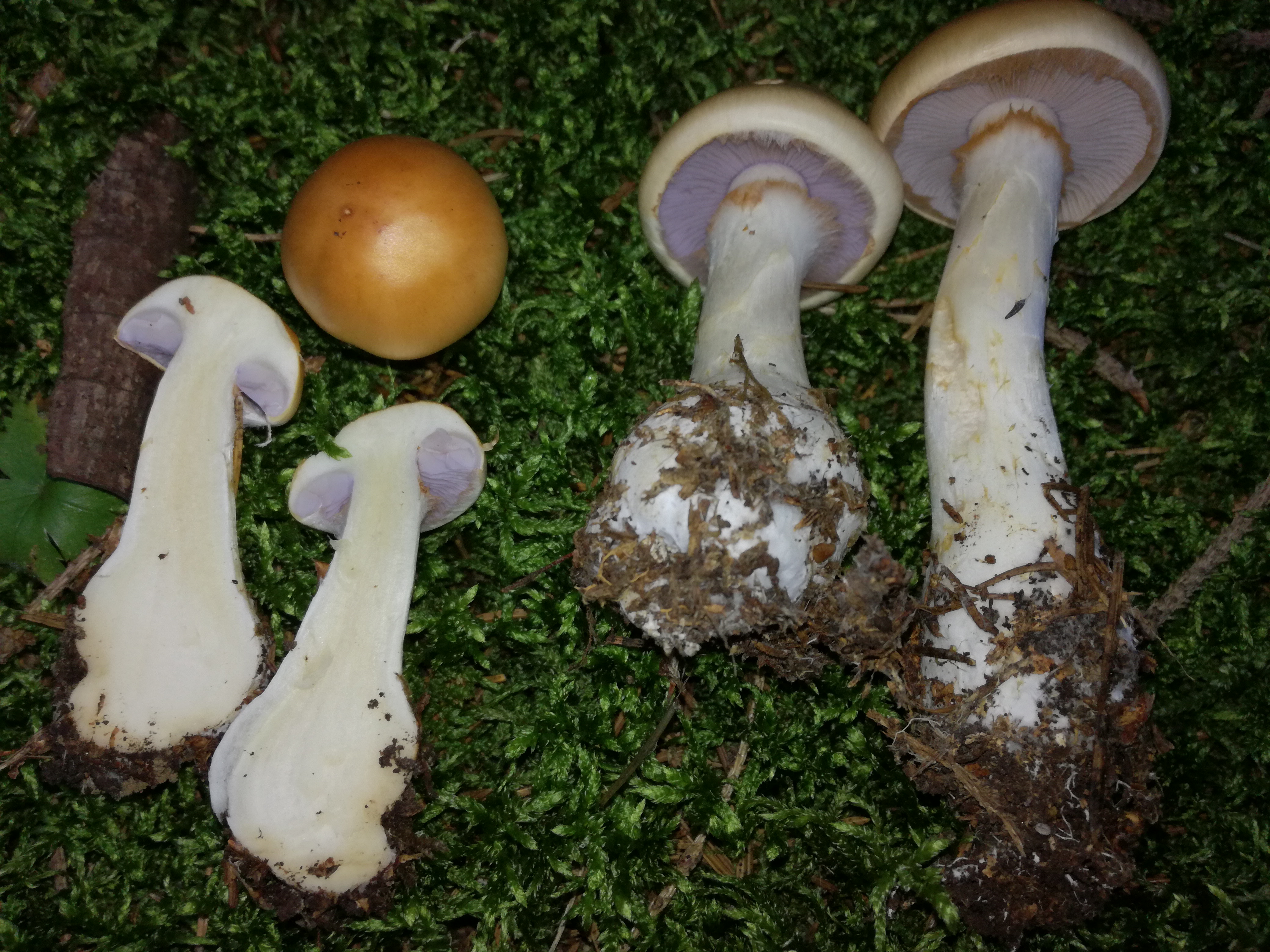 11102017234322 3081 art 1852 img 20171001 173450