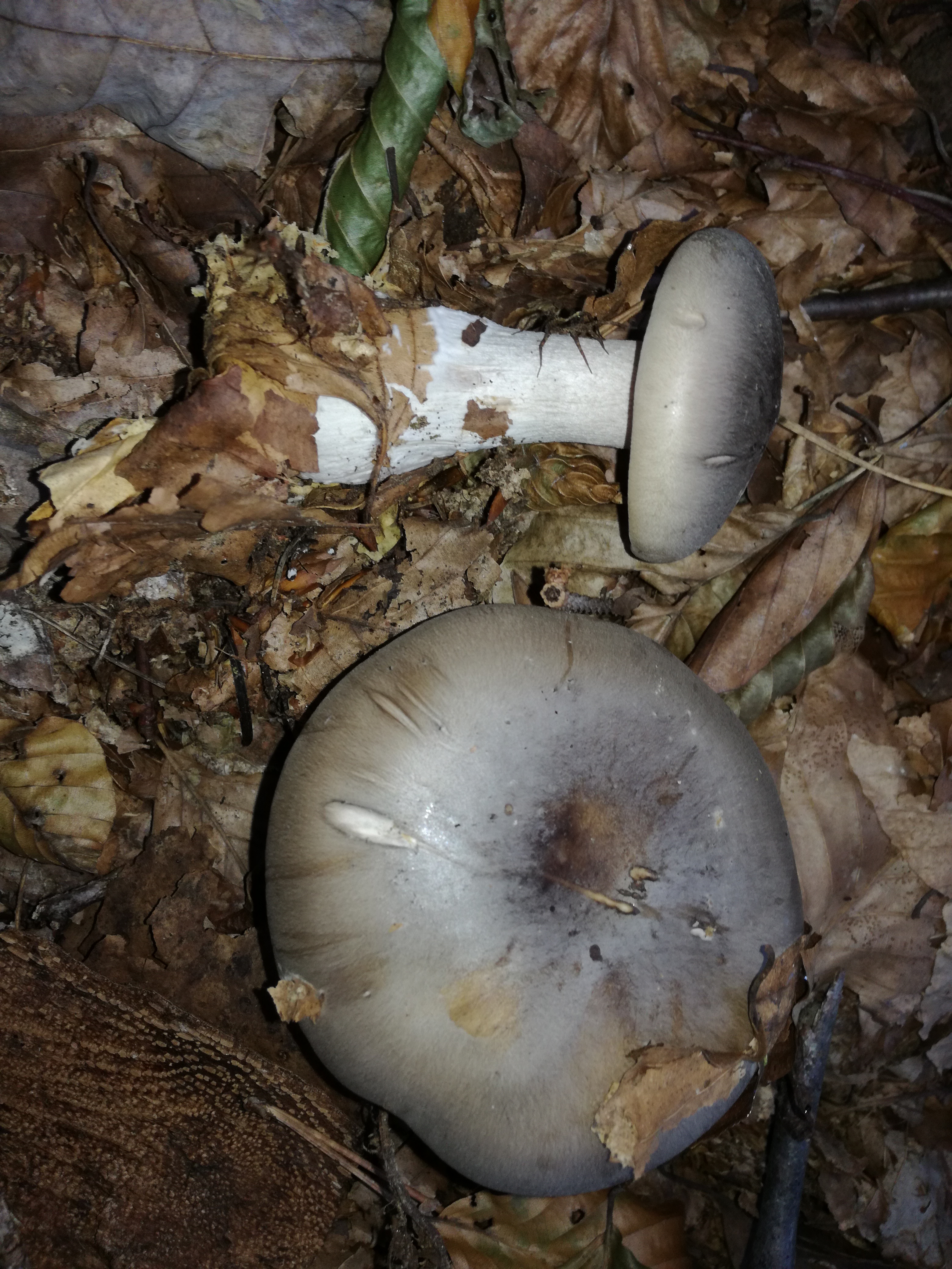 11102017235819 3082 art 1853 img 20171001 175656