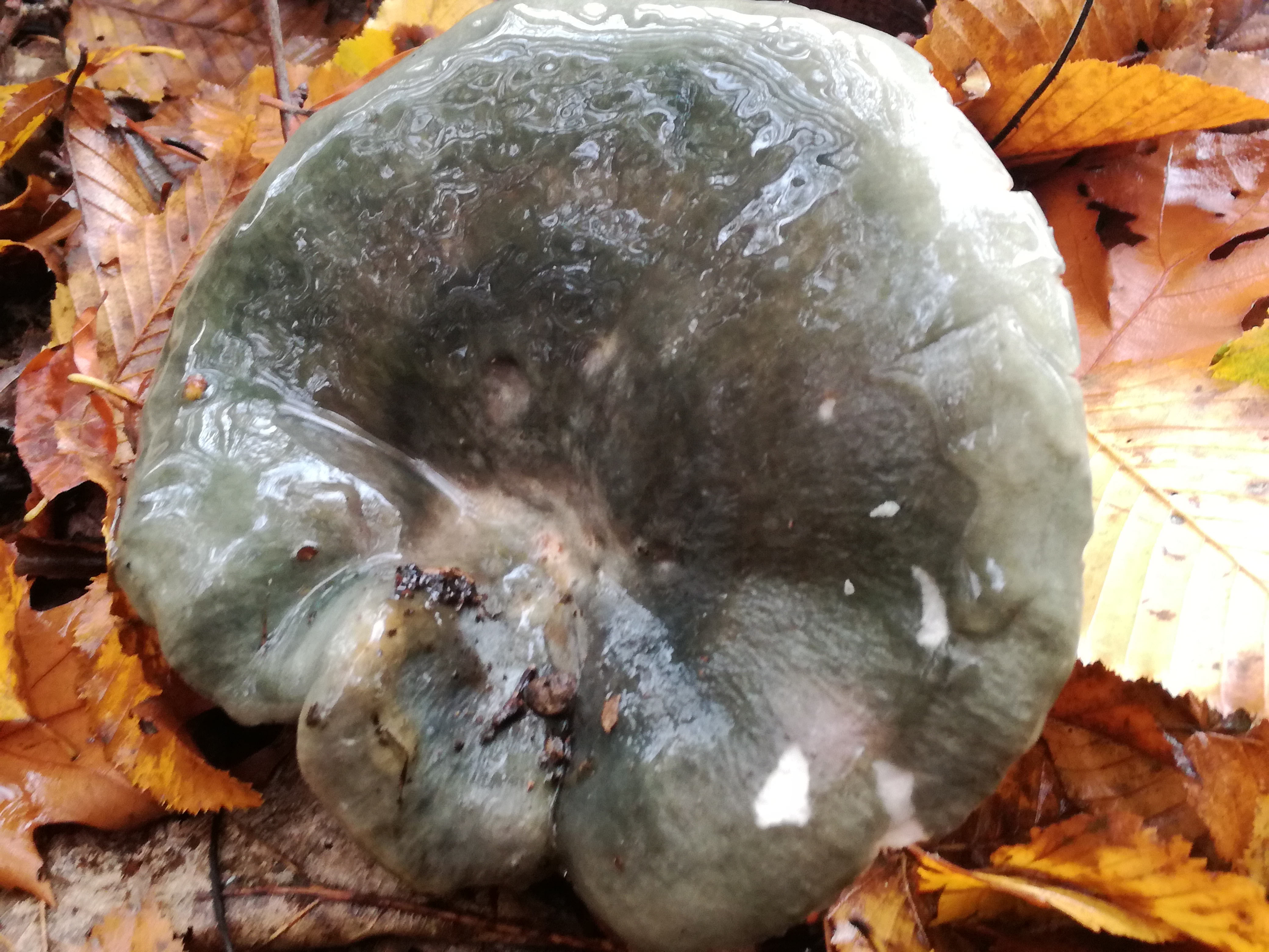 12022018213127 3382 art 770 img 20171023 112441