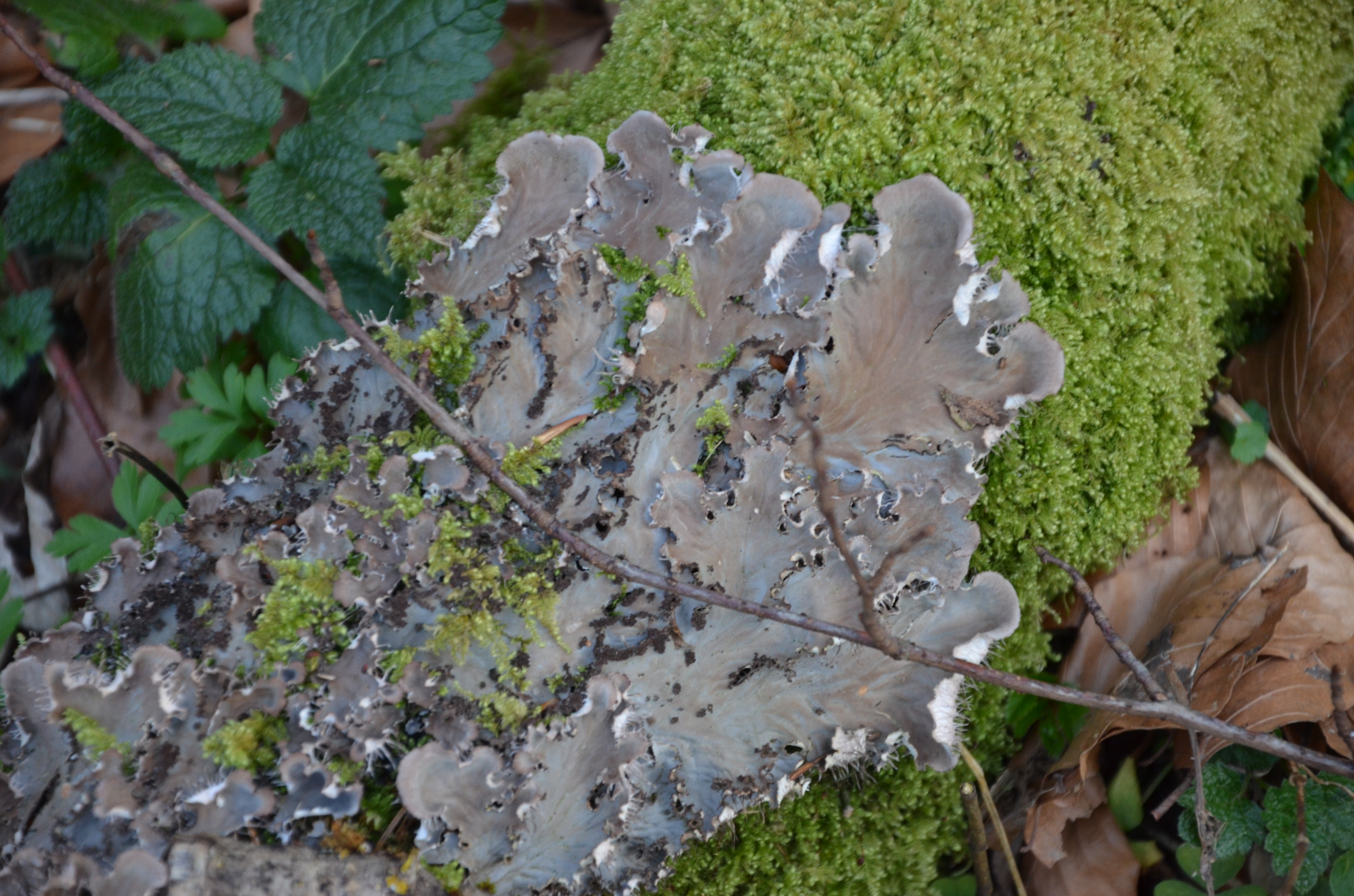 12032014185245 2256 art 1438 dsc 2440