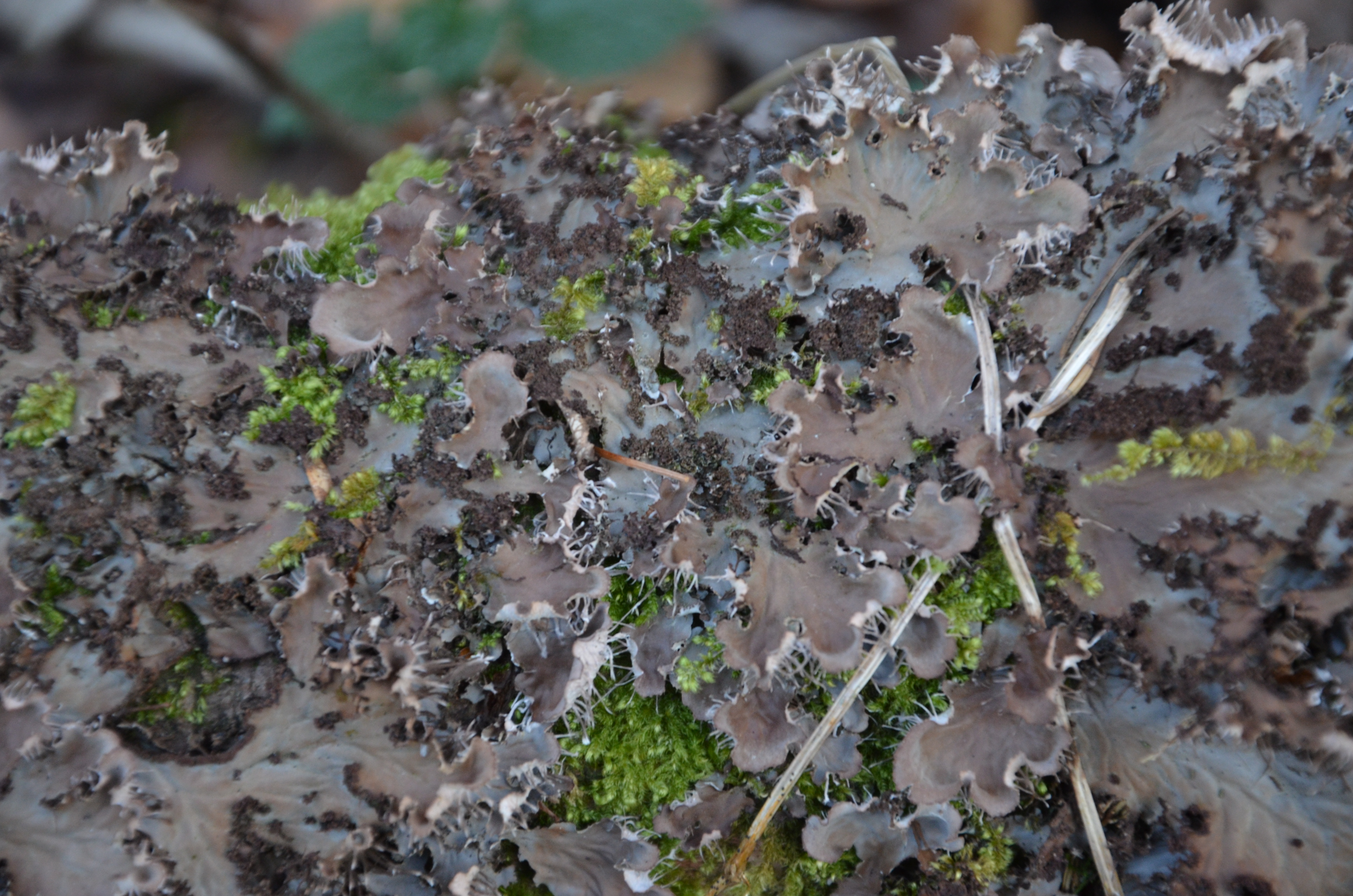 12032014185437 2257 art 1438 dsc 2441