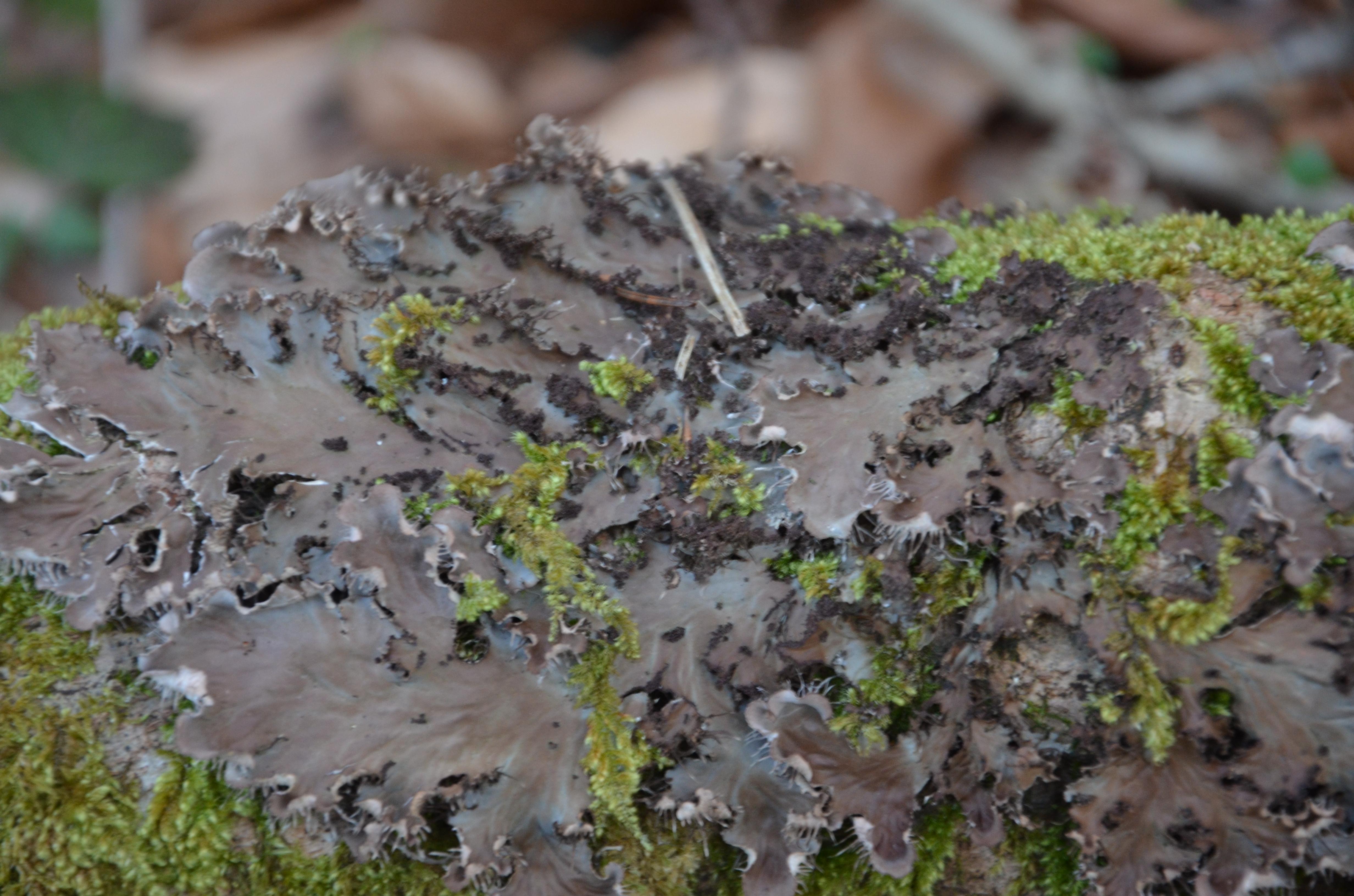 12032014185620 2258 art 1438 dsc 2444