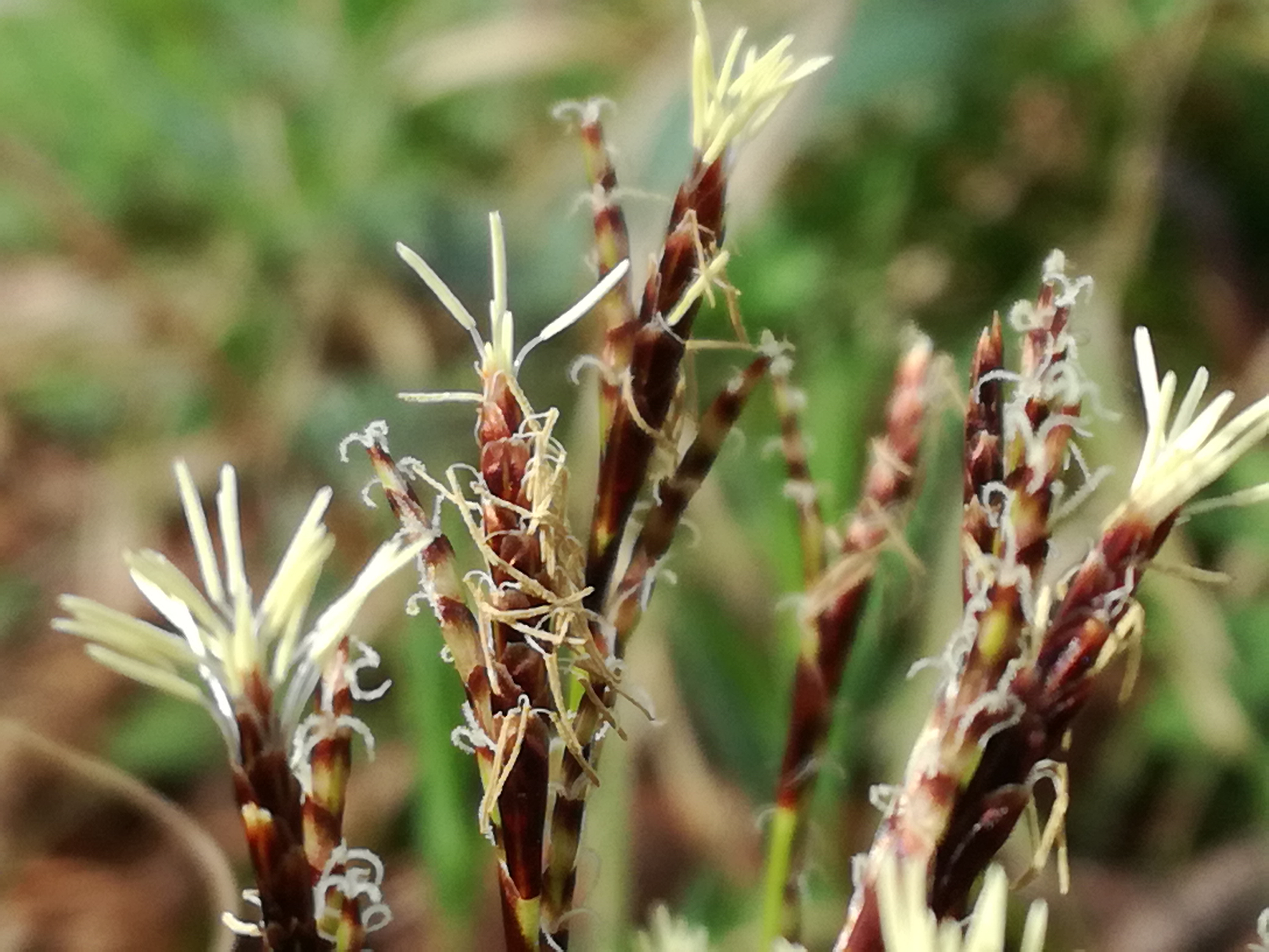 12042018164242 3503 art 696 img 20180405 100840 carex digitata 1