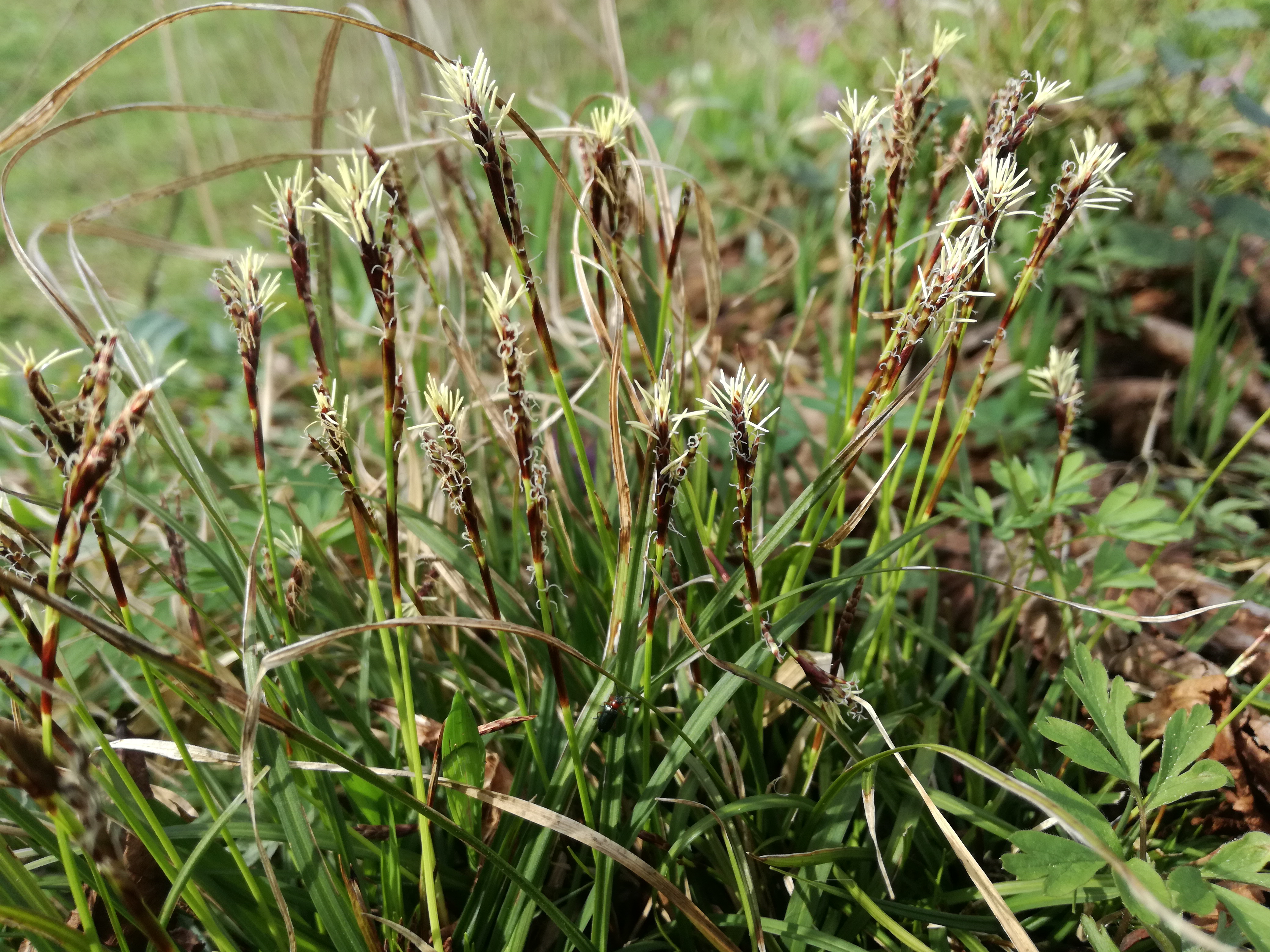 12042018164334 3504 art 696 img 20180405 100840 carex digitata 4