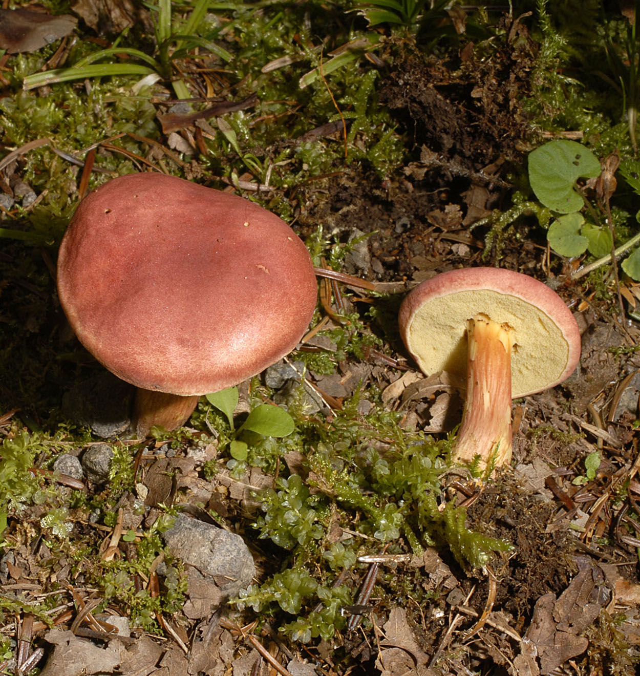 12052013092658 333 art 380 6834 xer rubellus e5 kopie