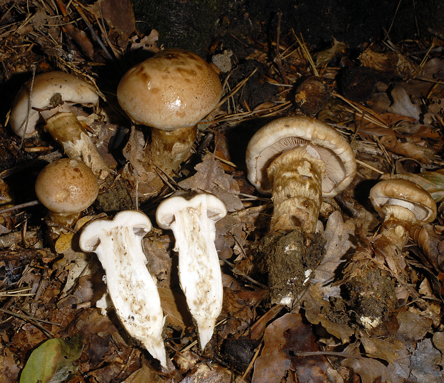 12052013131116 336 art 388 7039 hebeloma radicosum. e24 kopie