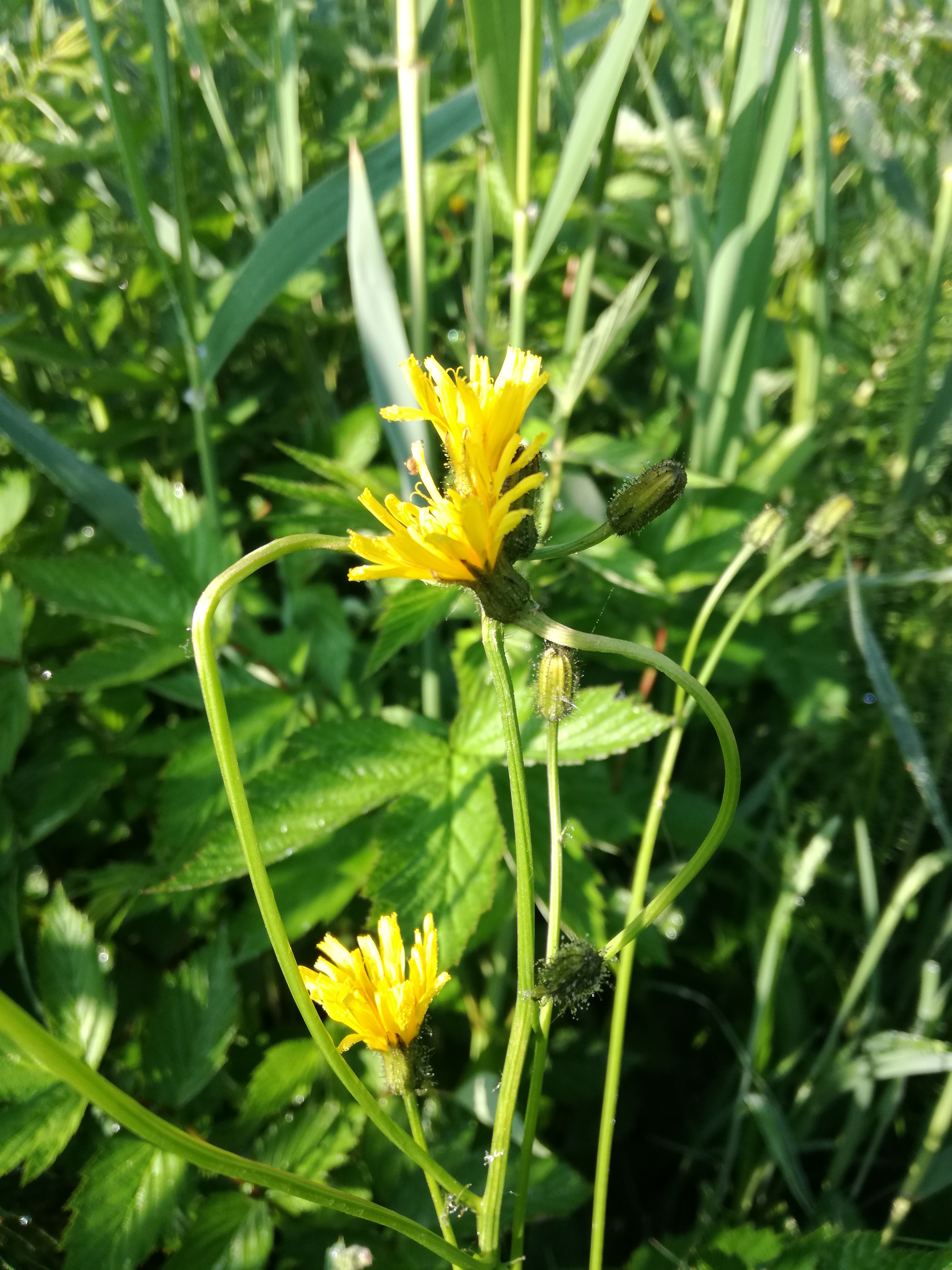 12052018153319 3607 art 2168 img 20180512 081445