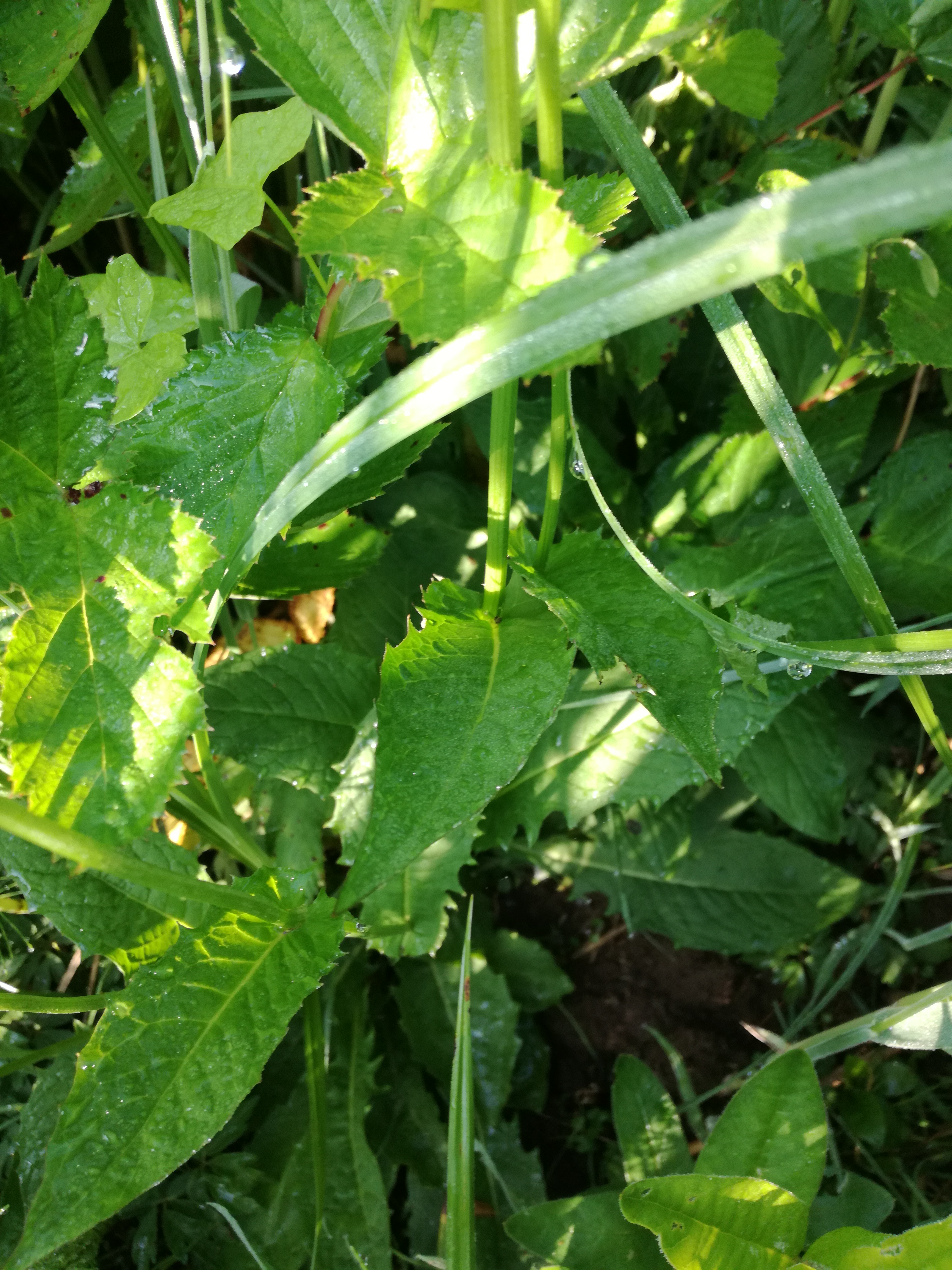 12052018153400 3608 art 2168 img 20180512 081451