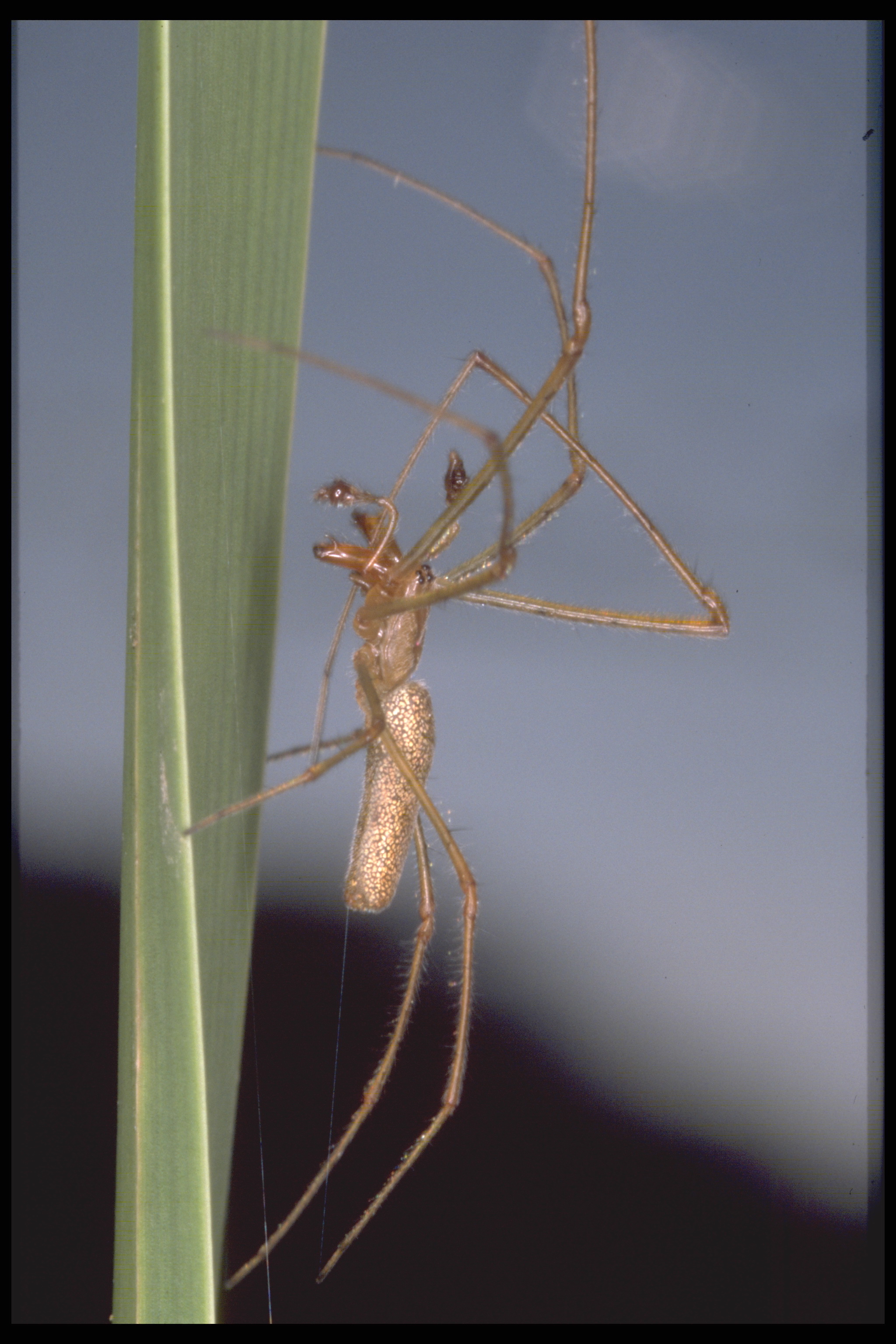 12062013114418 958 art 740 tetragnatha montana